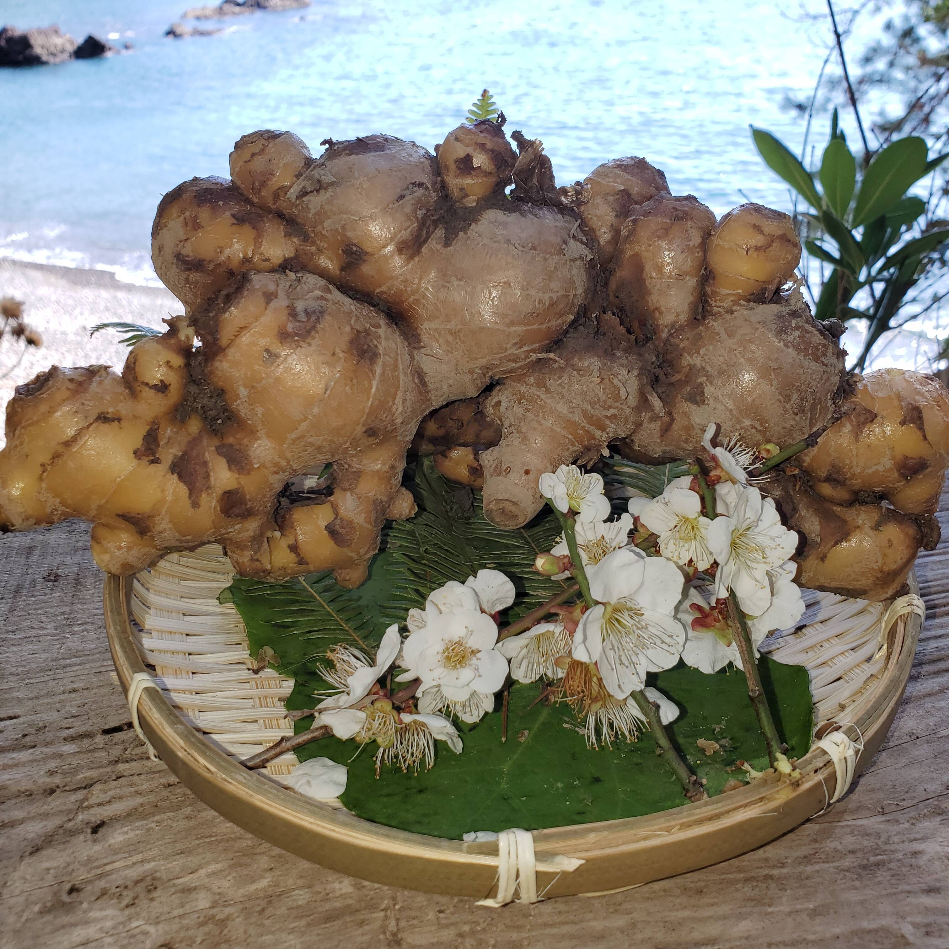 体を芯から温める 自然農法 温活囲い生姜土佐一 10Kg：高知県産の生姜