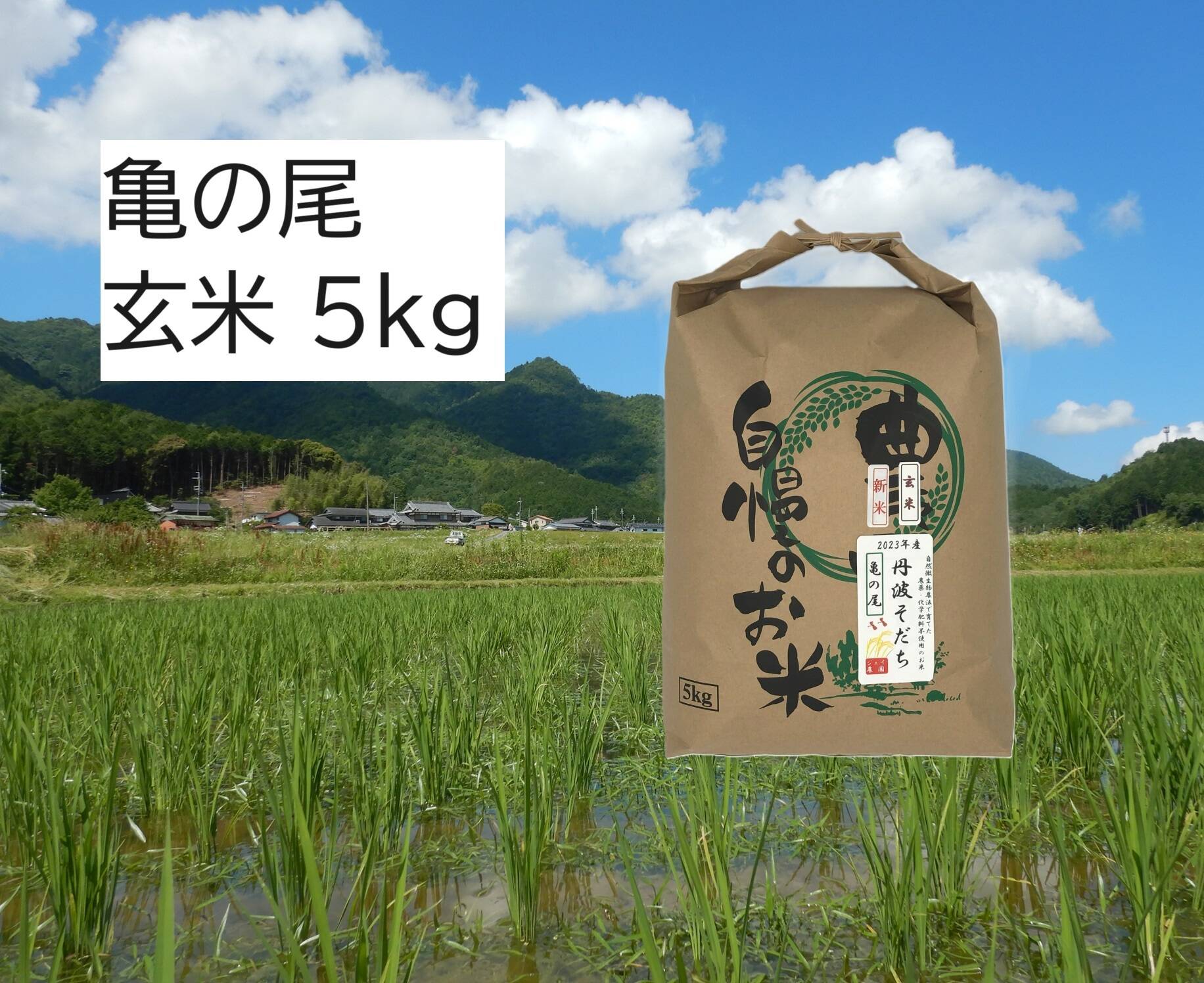 数量限定！2025年産】自然栽培の『亀の尾』玄米5kg：兵庫県産の亀の尾