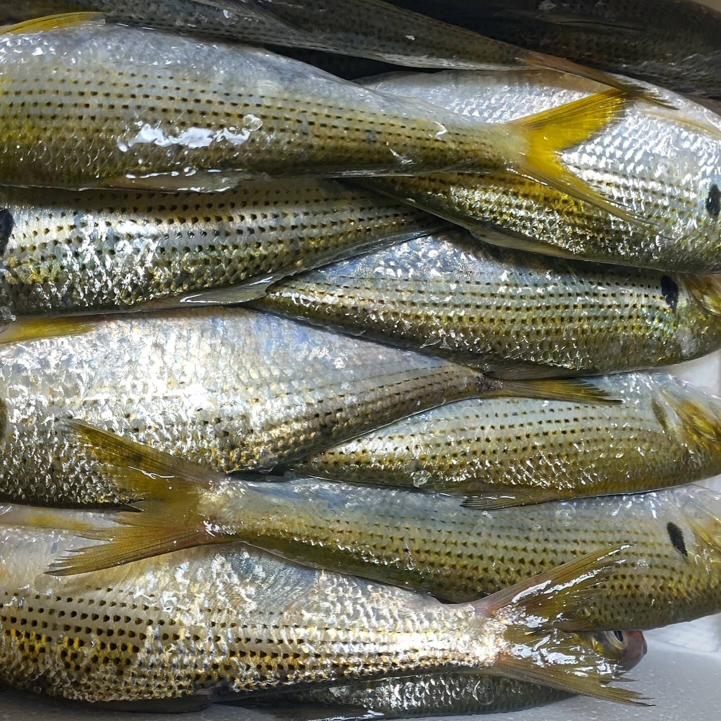 刺身に最高 鮮魚 コノシロ 食べきり7匹 熊本県産の魚介類 食べチョク 産地直送 産直 お取り寄せ通販 農家 漁師から旬の食材を直送 刺身に最高 鮮魚 コノシロ 食べきり7匹 熊本県産の魚介類 食べチョク 産地直送 産直 お取り寄せ通販 農家 漁師から旬の食材を直送