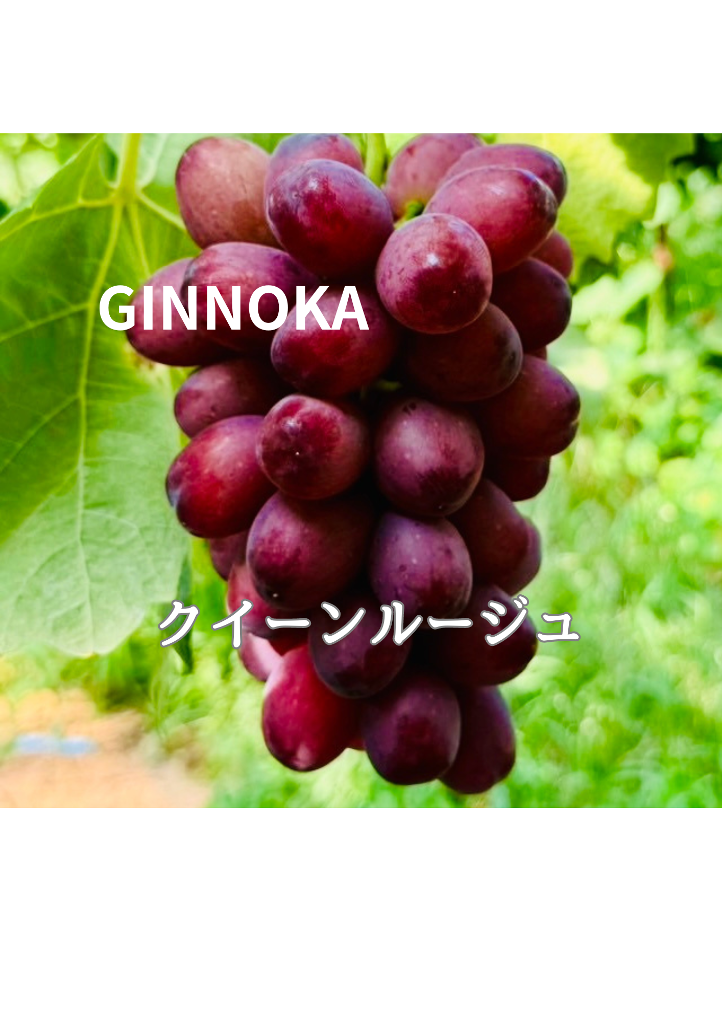お任せ家庭用ハウスぶどう詰め合わせ】約1.8kg(4〜8房) 全13品種から2