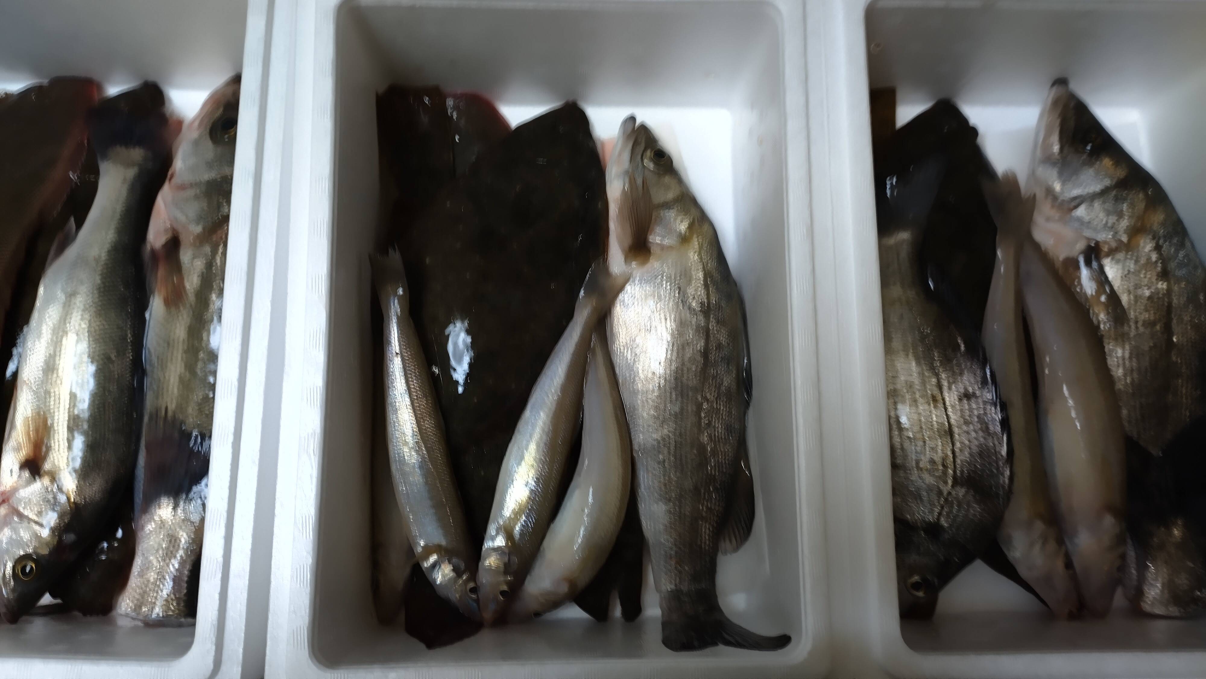 親子で捕まえた八代海の魚達 魚詰め合わせbox 1日5セット限定 熊本県産 食べチョク 農家 漁師の産直ネット通販 旬の食材を生産者直送