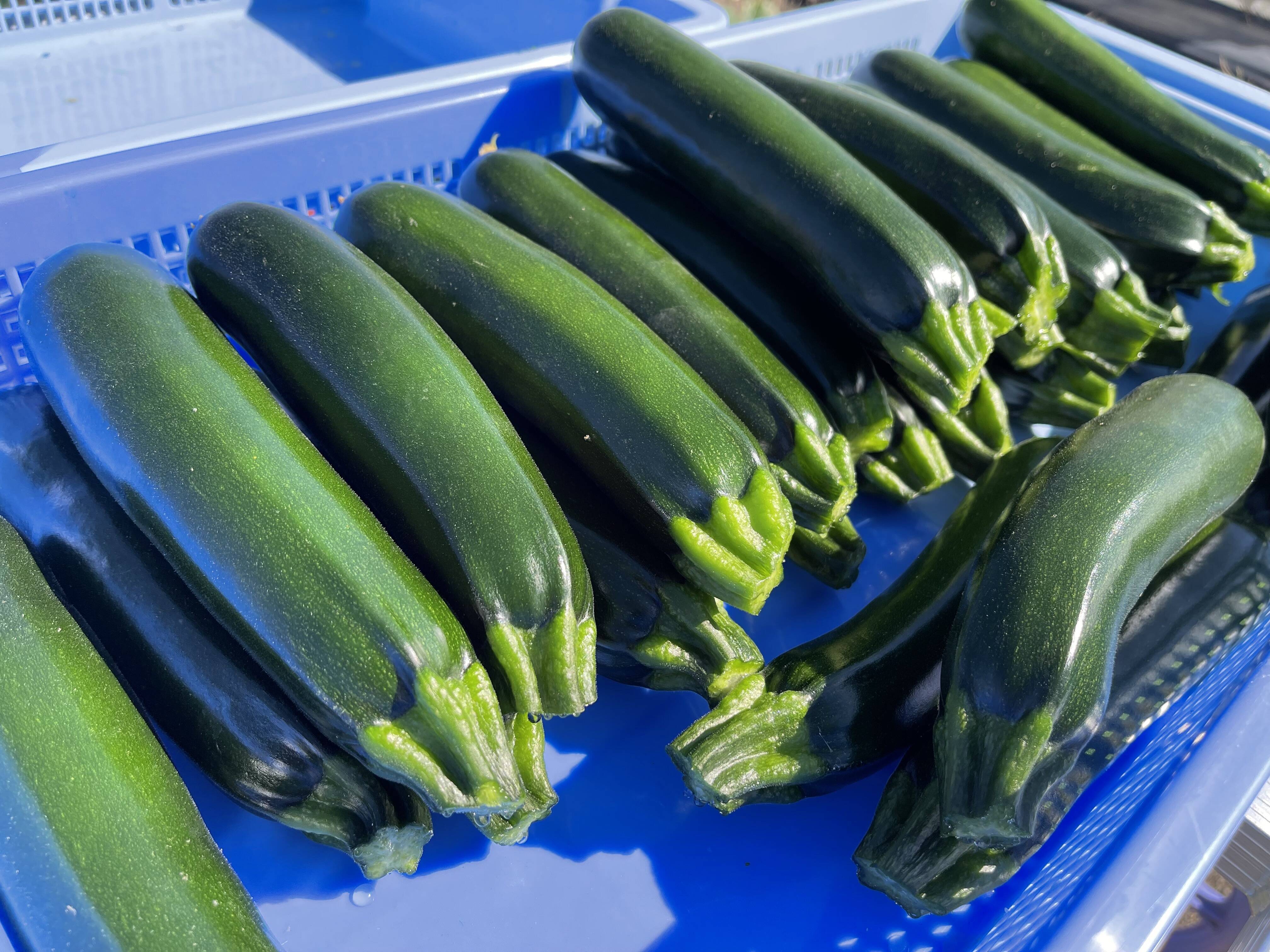 期間限定】新鮮！朝採れズッキーニ：栃木県産の野菜｜食べチョク｜産地