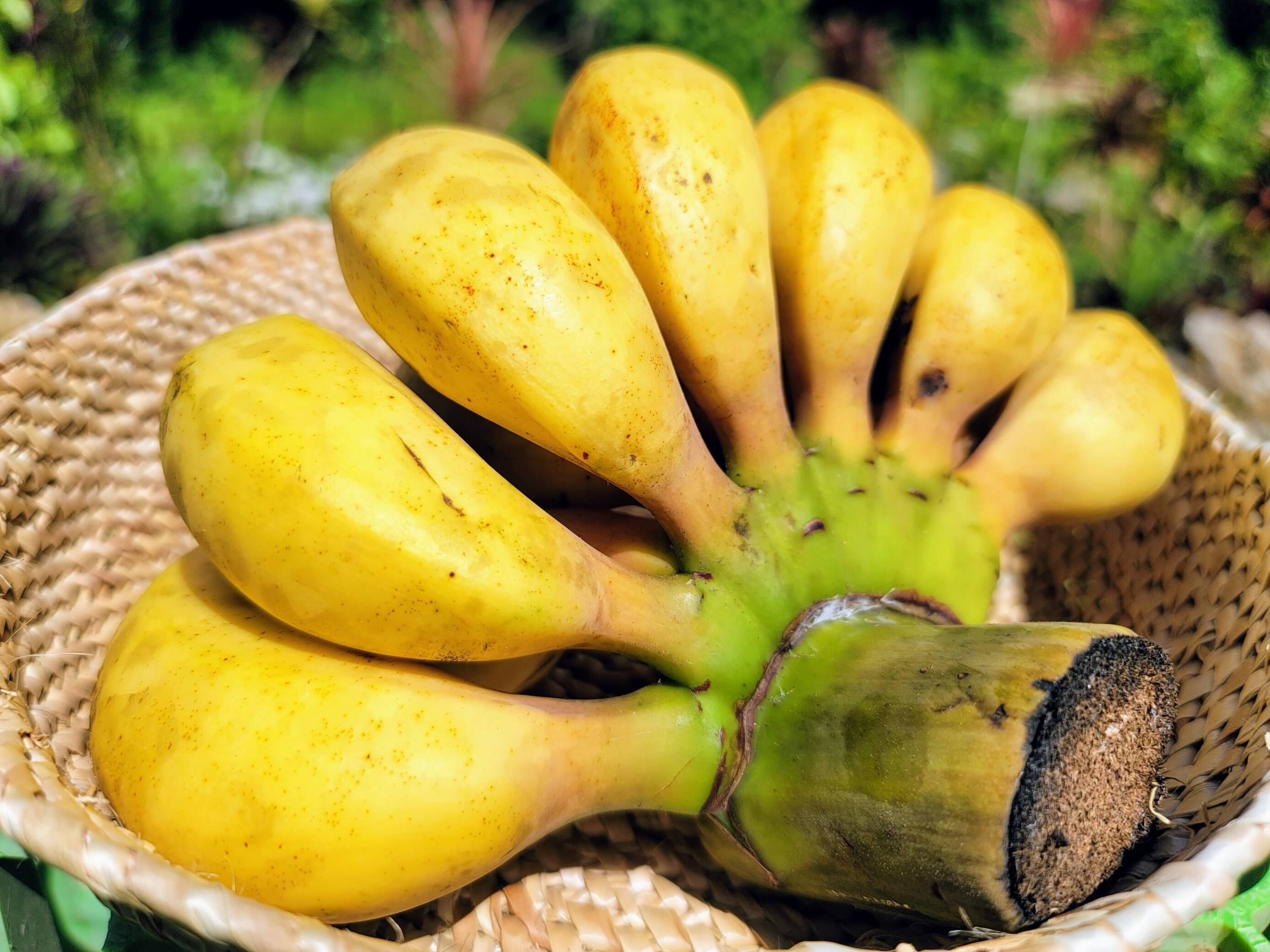 島バナナ🍌ございます～！｜食べチョク｜産地直送(産直)お