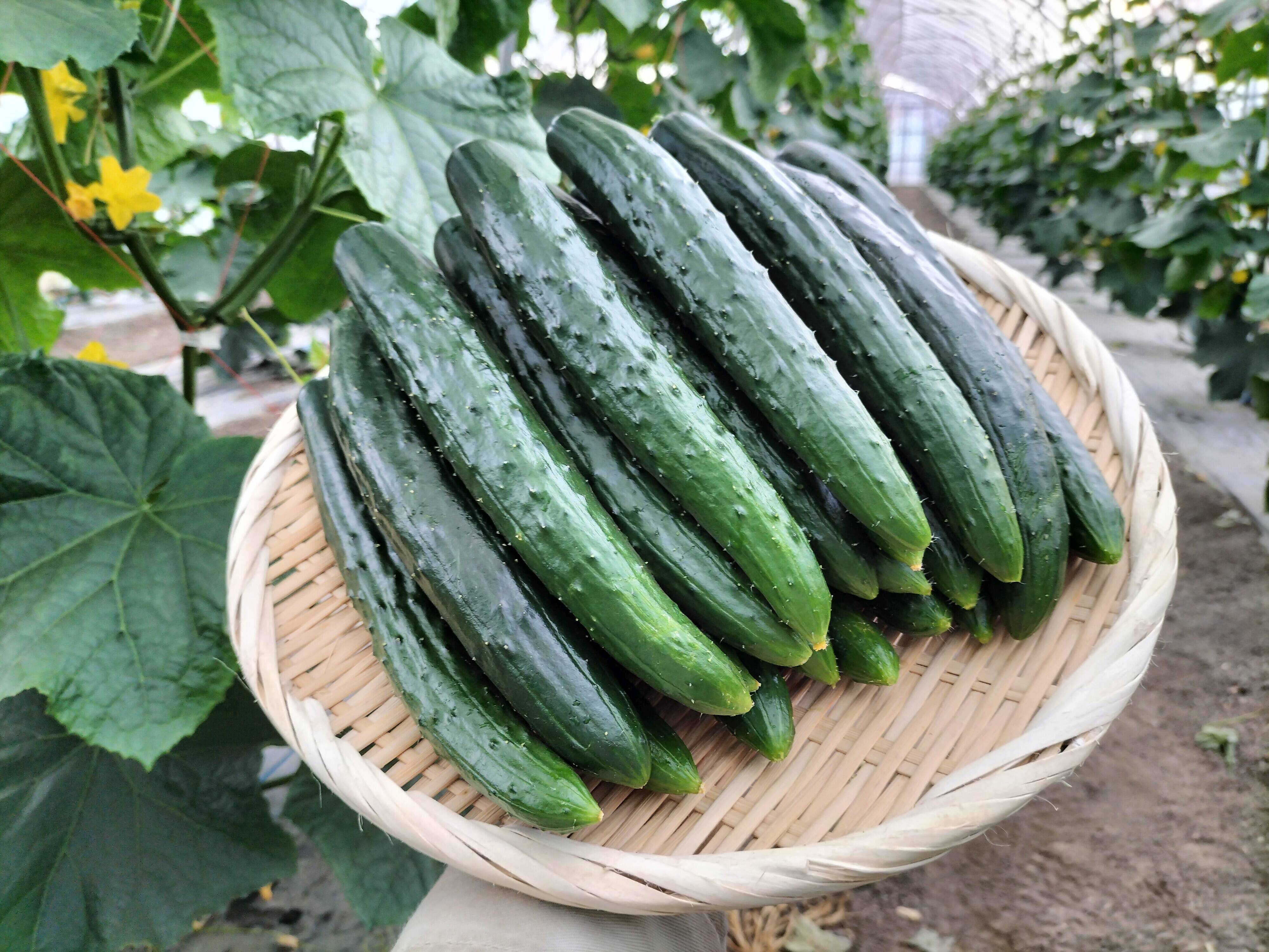 朝採りシャキッとパリッとキュウリ 鮮度抜群！12本/約1kg：秋田県産の