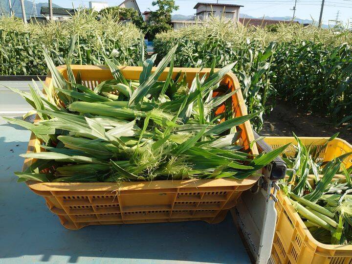 ヤングコーン よーてん様専用 山梨県産 食べチョク 農家 漁師の産直ネット通販 旬の食材を生産者直送