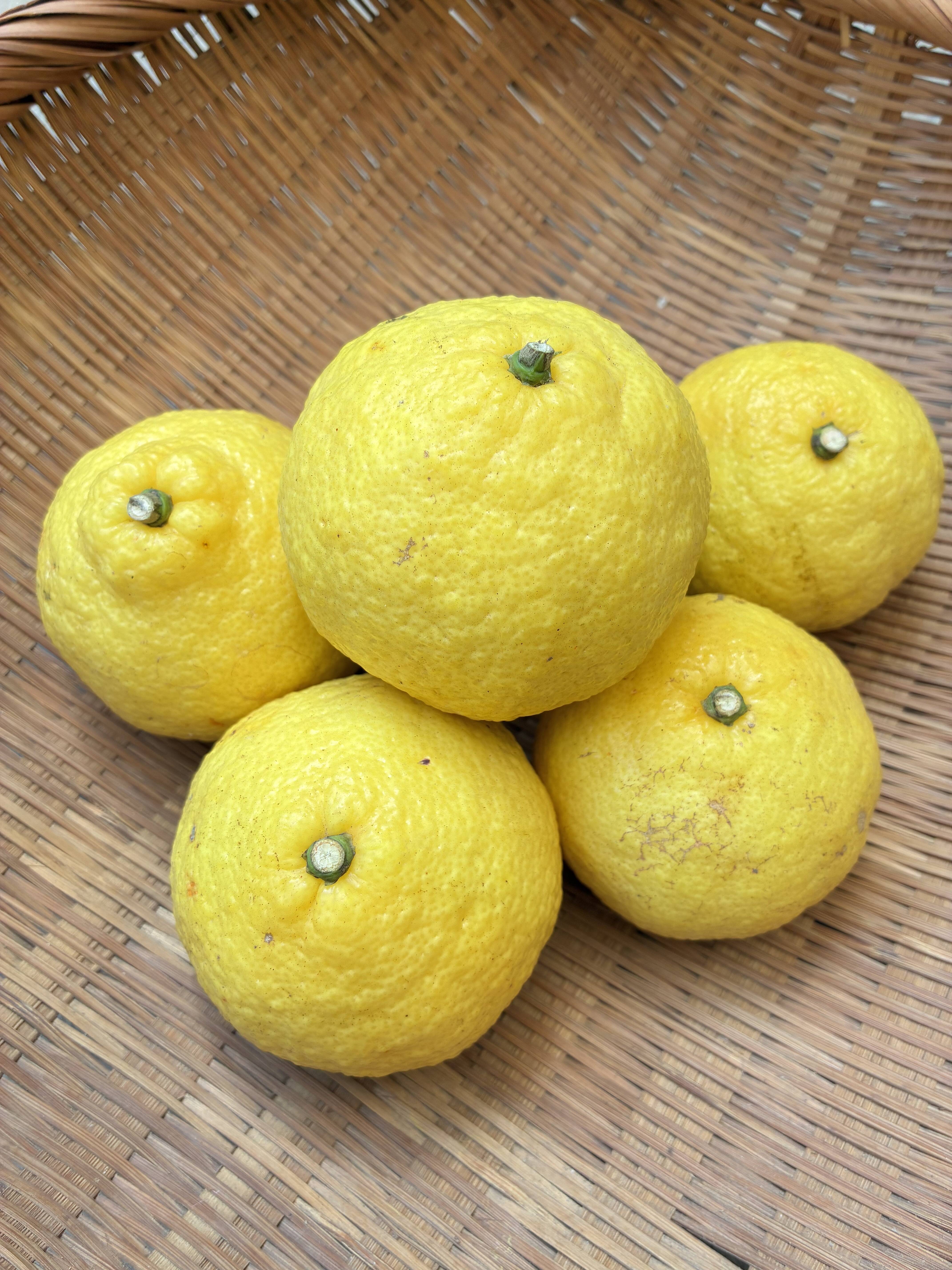 GTちゃんはるか15kg、パール柑、不知火5kg 酸味ゼロ！】はるか（2kg～10㎏）※贈答用 - Orangestoreニノミヤ｜毎日