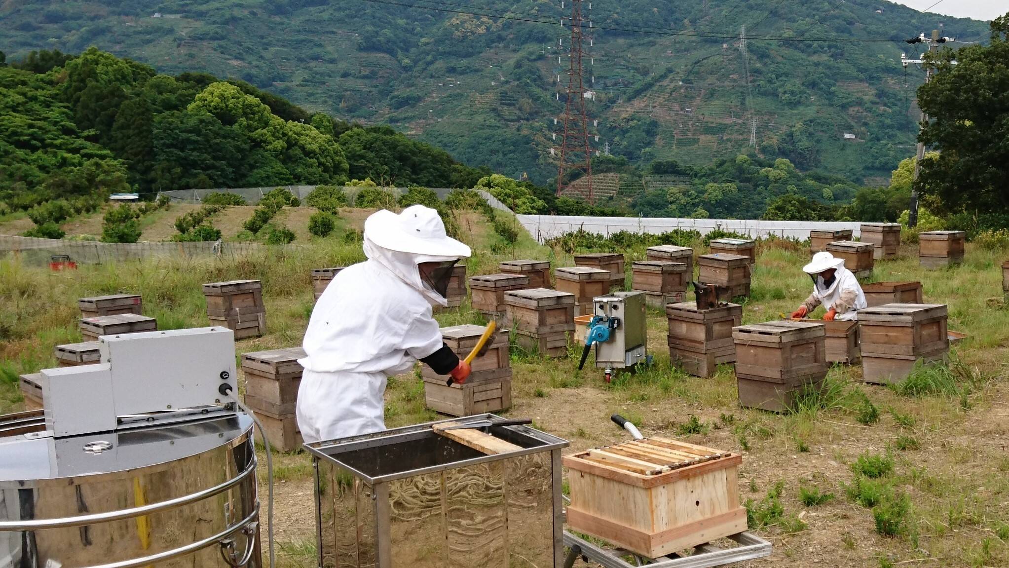 85 山採り　ハシバミ f05486f5fd71dbd02a420a9ce7c023