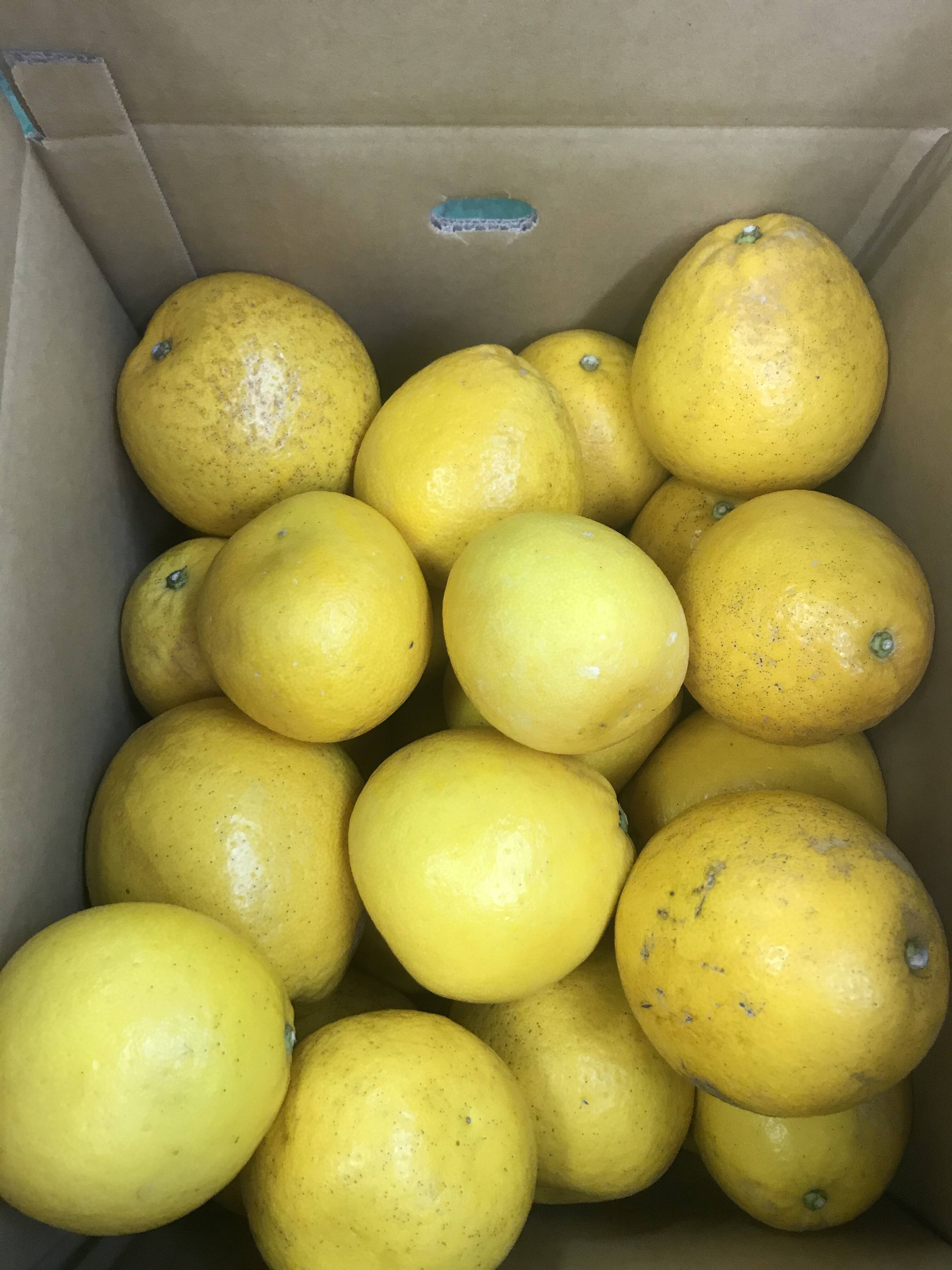 河内晩柑 （ 訳あり）20kg：愛媛県産のみかん・柑橘類｜食べチョク