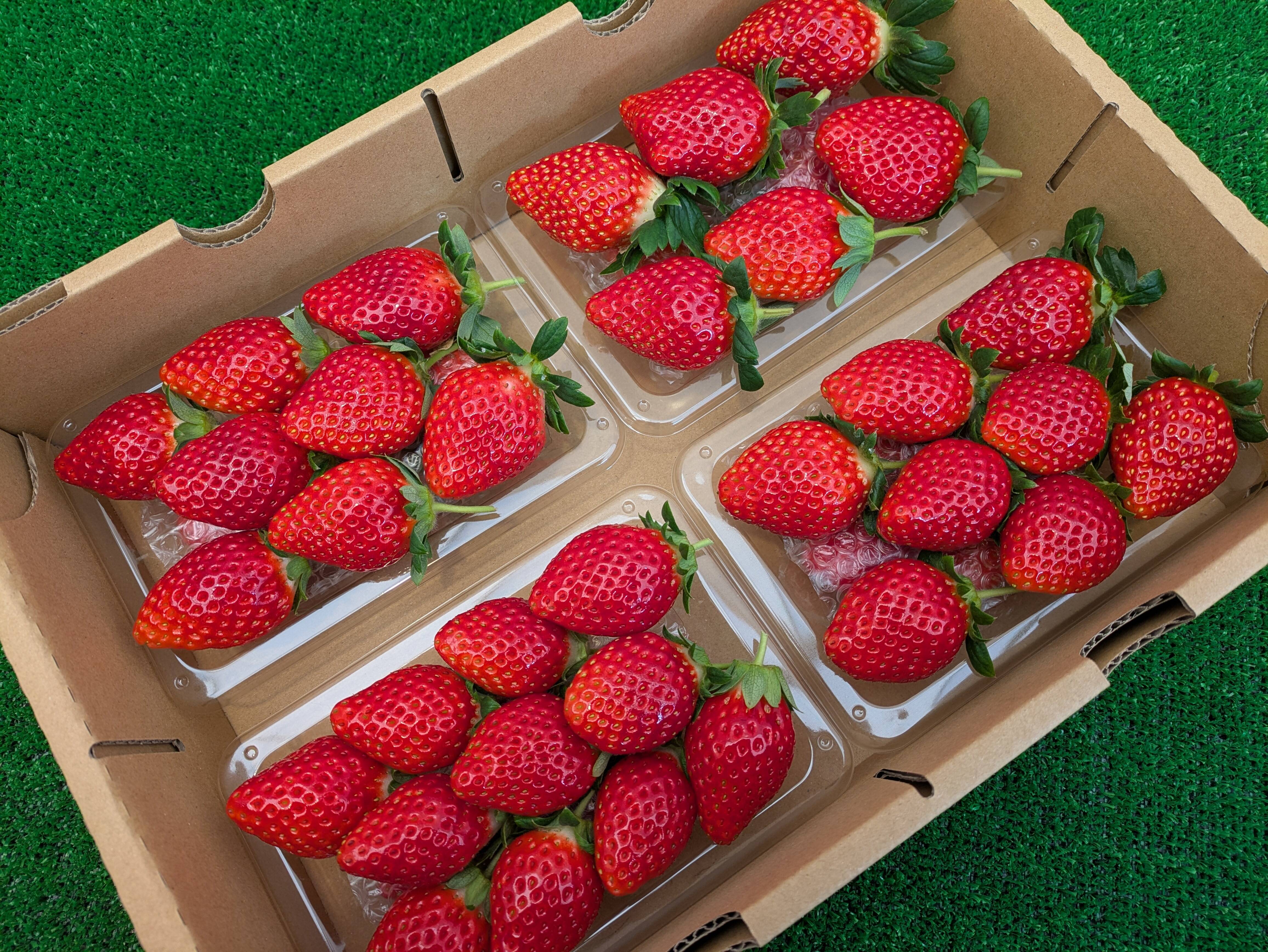 採れたて完熟「とちおとめ」約260g✕4パック：茨城県産のとちおとめ