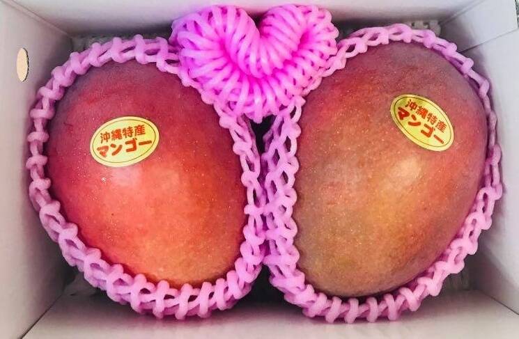 沖縄産☆アーウィンマンゴー11玉(贈答用品質規格外)約6kg 【公式