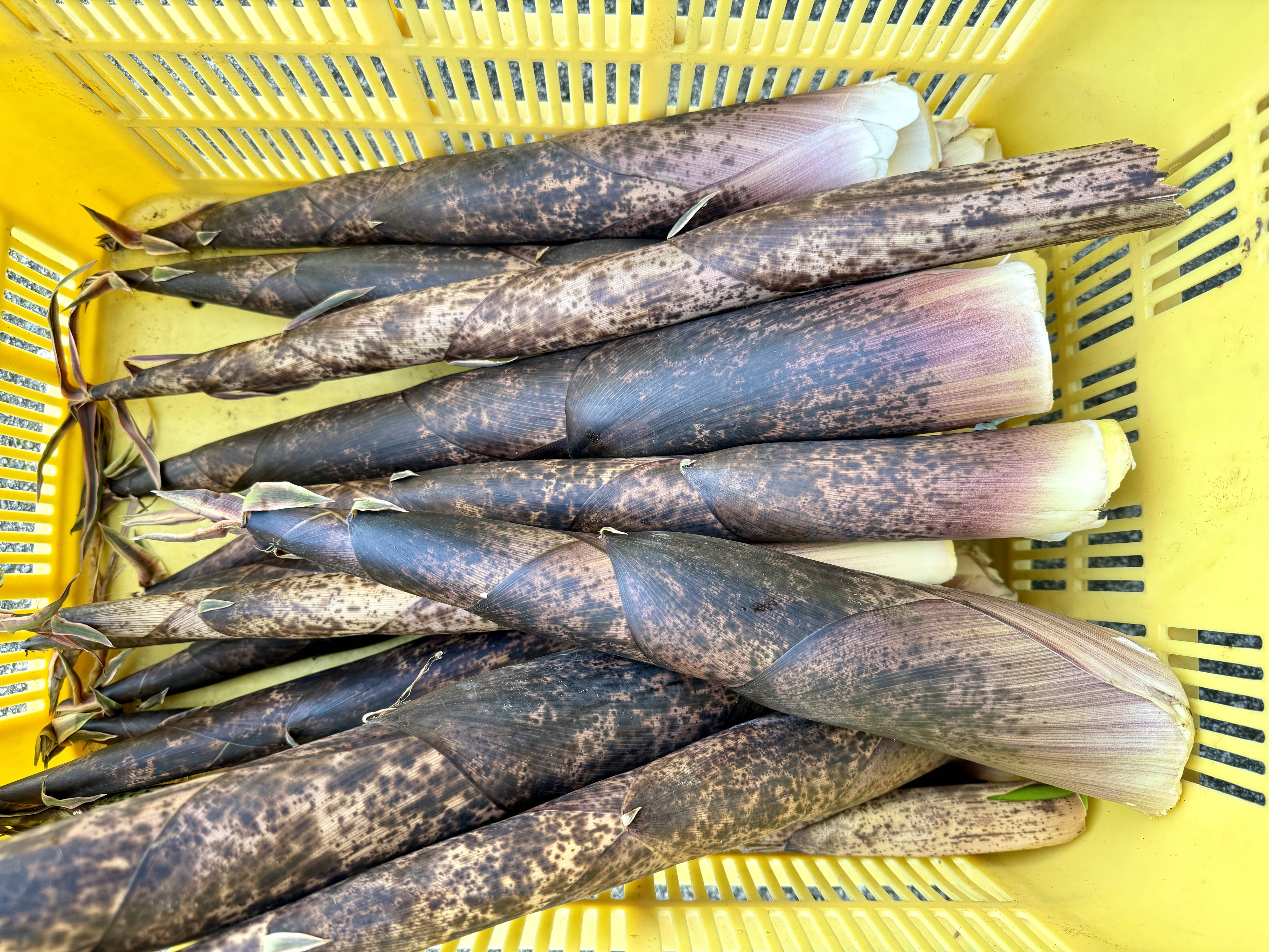 山形県庄内産】天然・真竹（1kg）から竹・マダケ・またけ・タケノコ