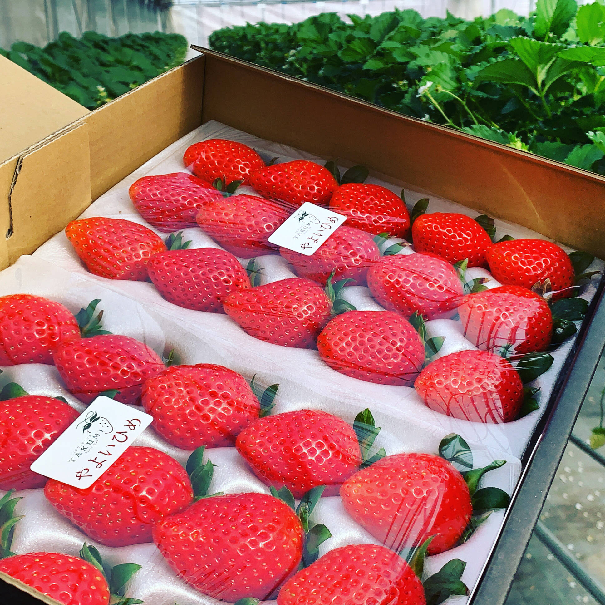 贈答用】品評会最高金賞受賞 朝採れ甘熟いちご (800g x 2箱) みなさん