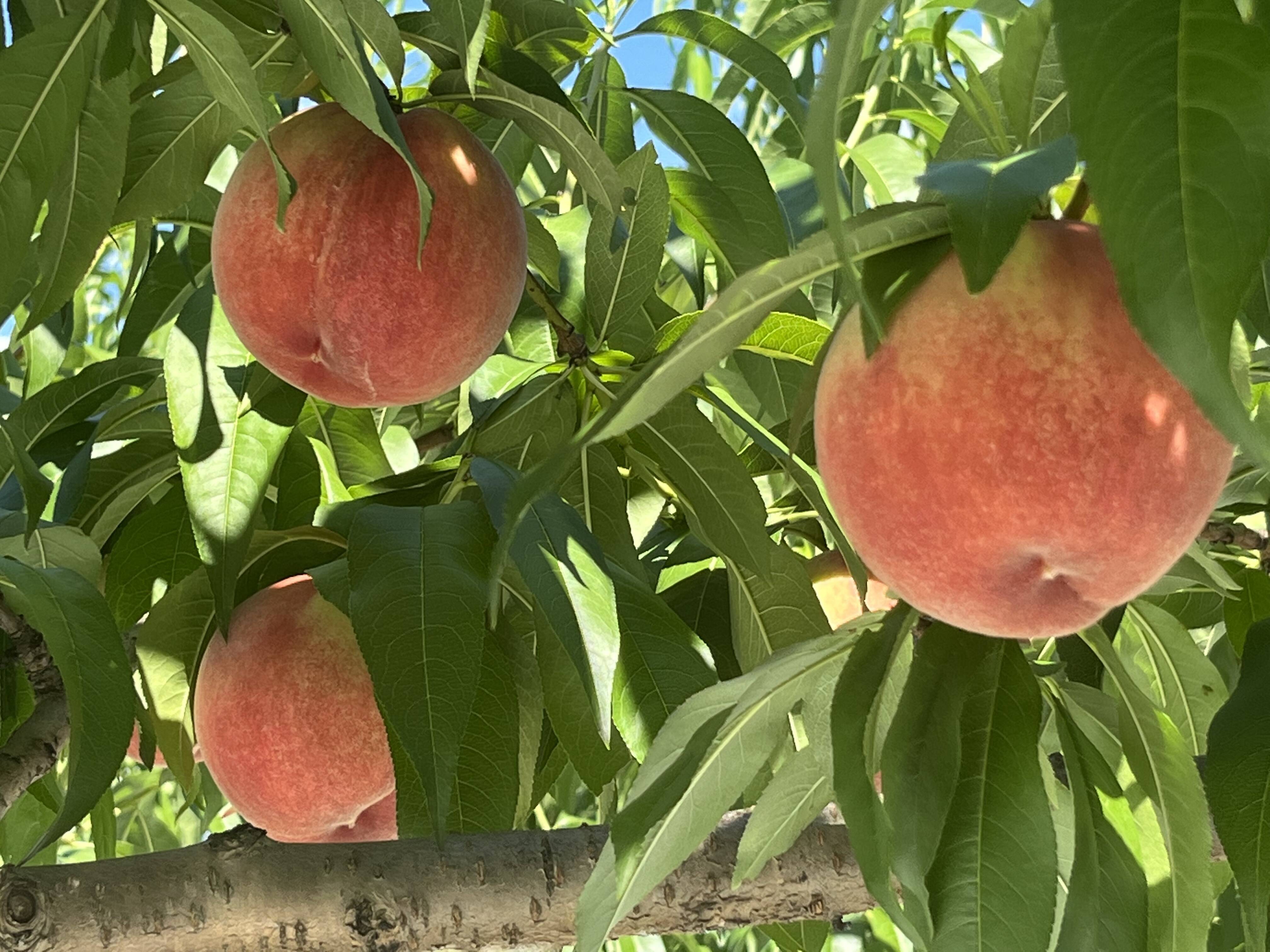 GP2【ご贈答用】8月の桃🍑おまかせ2kg：山梨県産のその他桃｜食べ