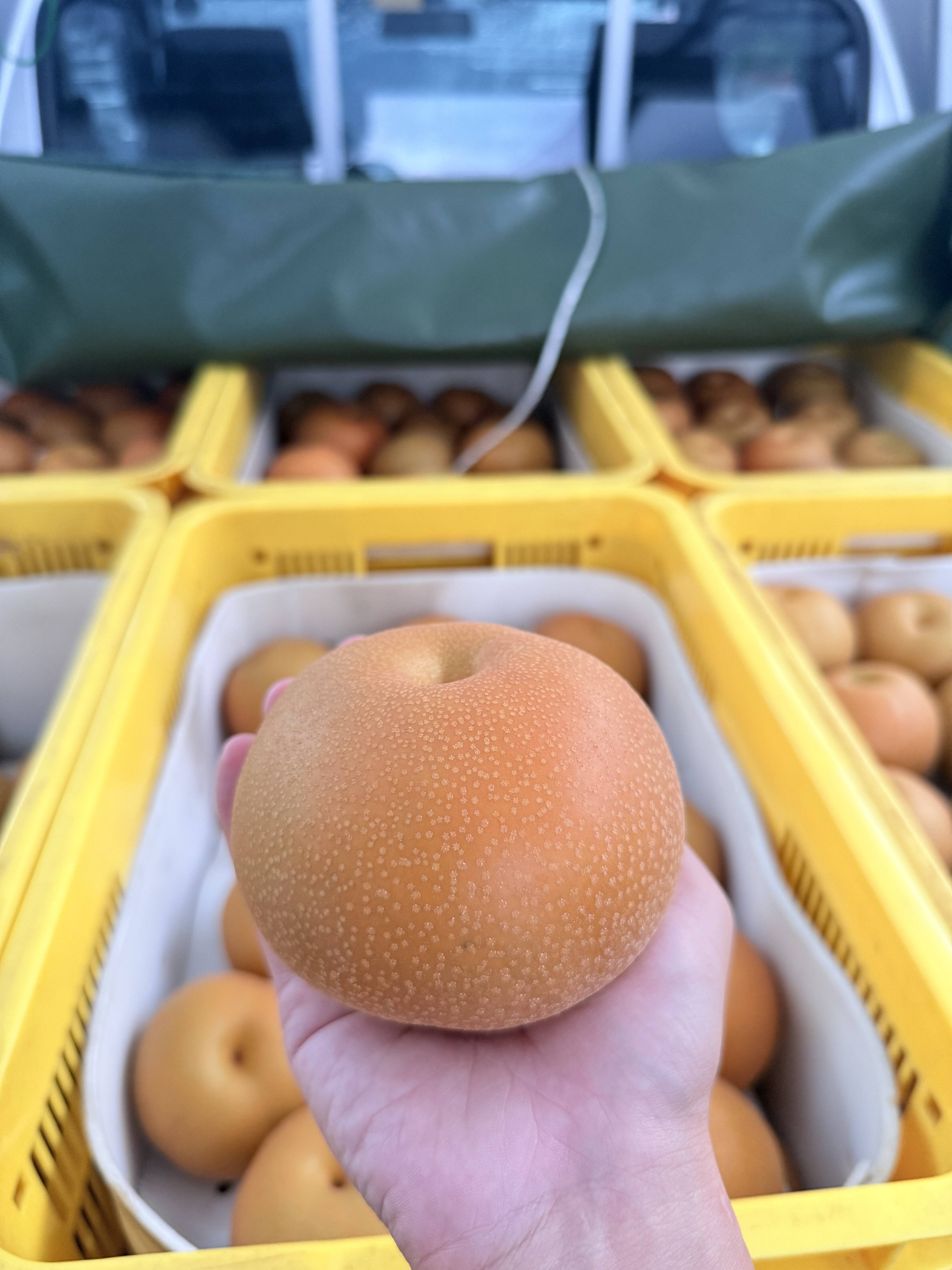 豊水梨 栃木県産 5キロ(11-13玉)箱抜き：栃木県産の豊水｜食べ