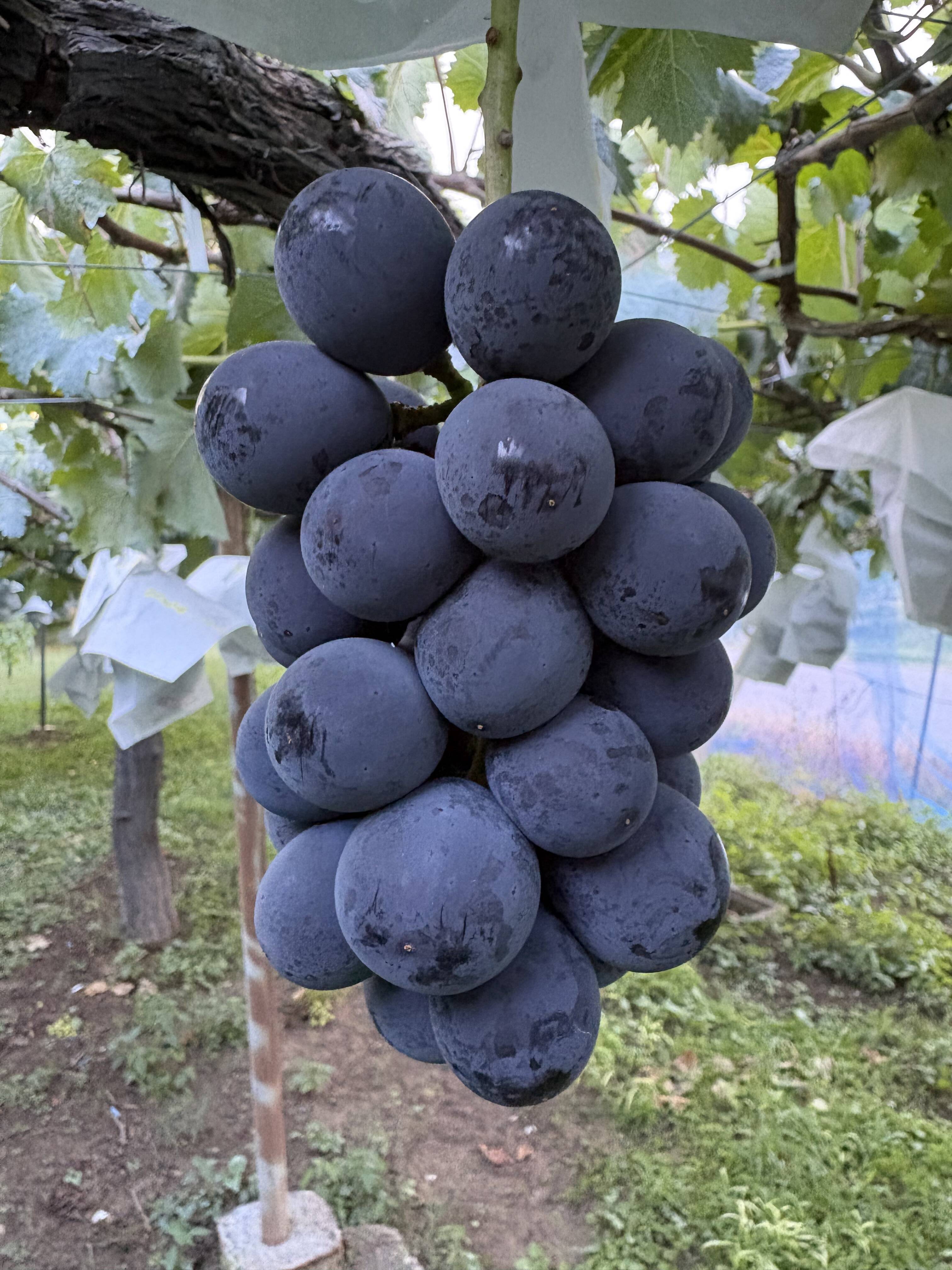 【がらくた】巨峰の粒　箱込2kg弱 濃厚な甘み！種なし巨峰（家庭用・2kg）：長野県産の巨峰｜食べチョク