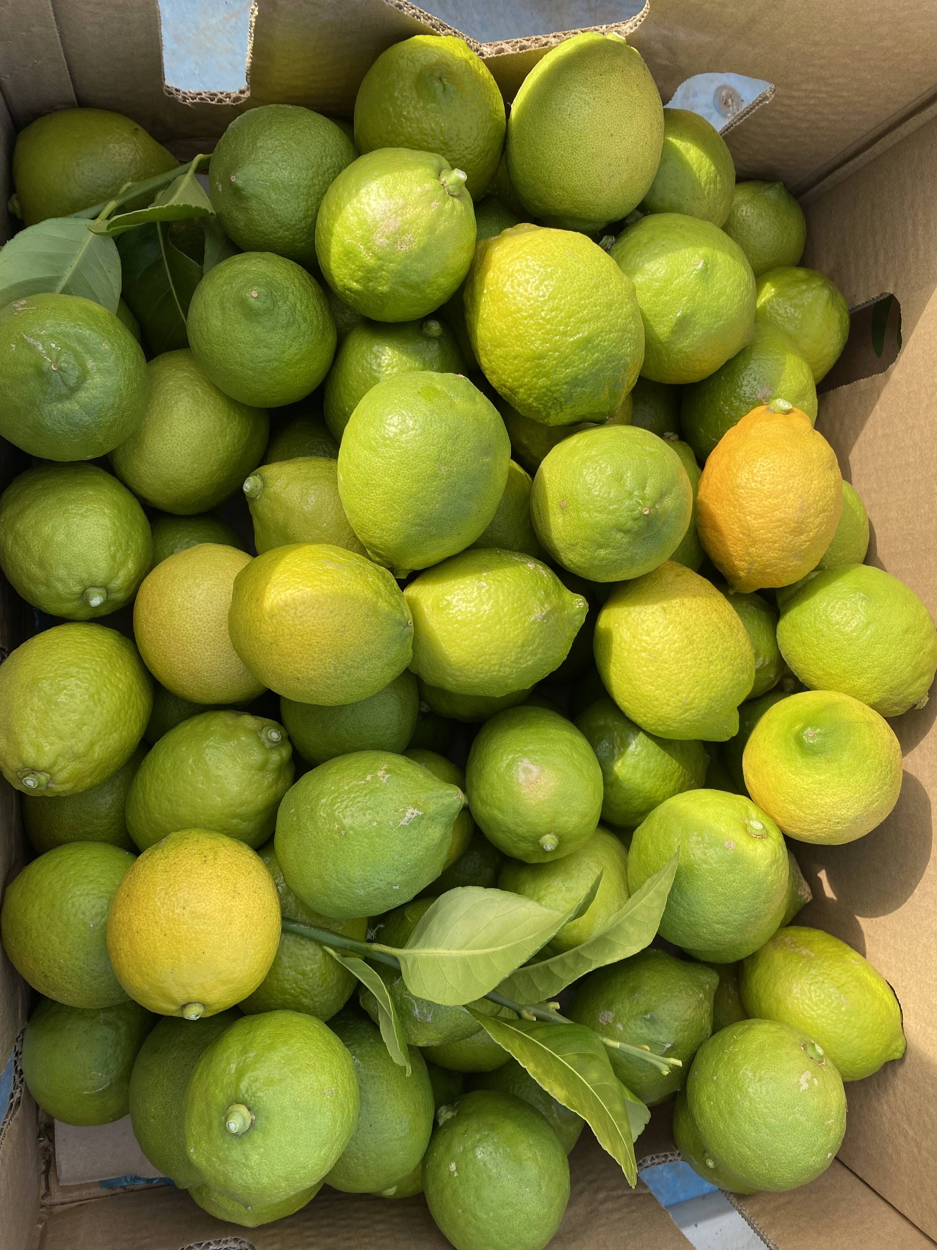 訳あり 愛媛県産 瀬戸内 栽培期間中農薬不使用 国産レモン 2kg：愛媛県