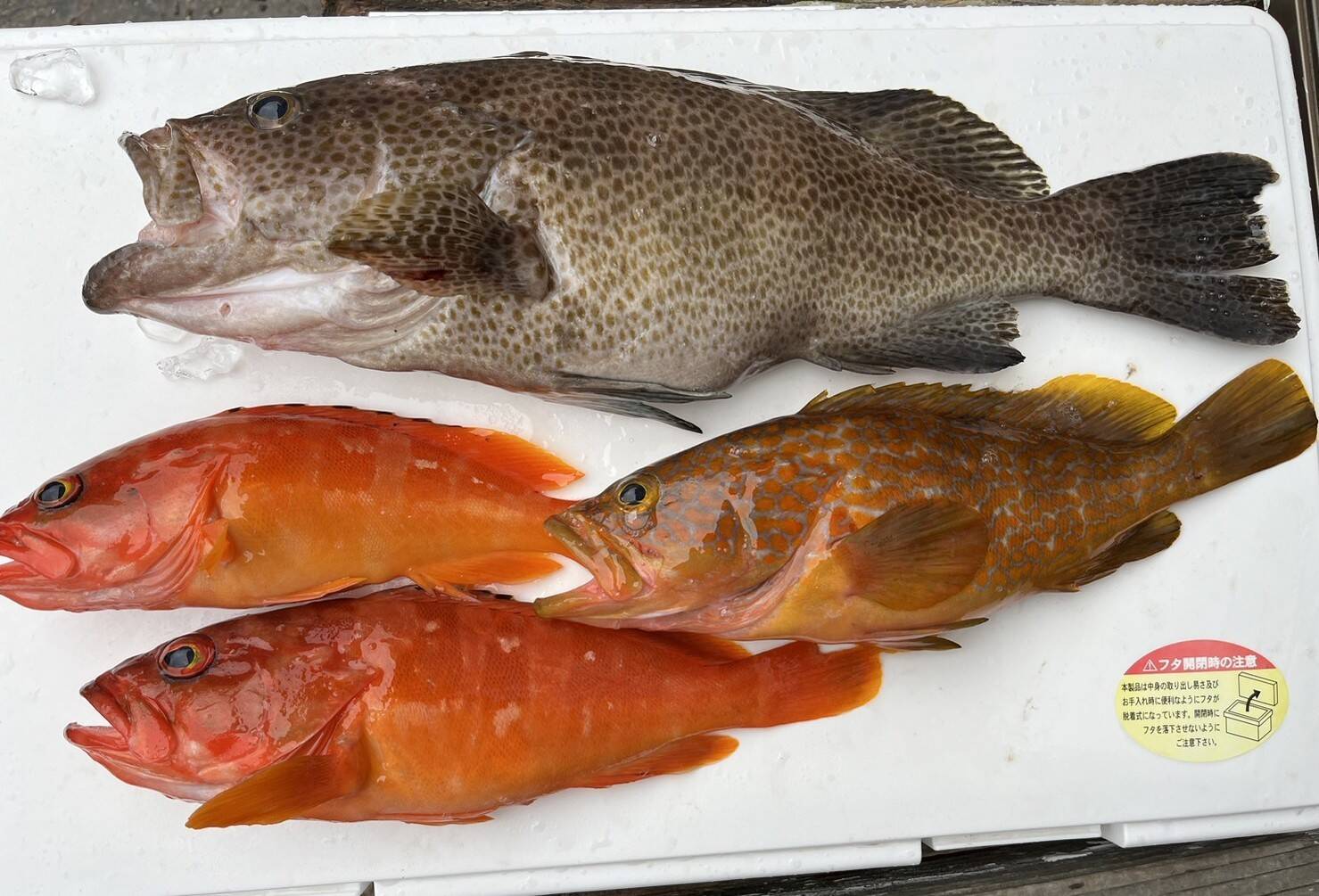 オオモンハタ・アコウ・アカハタを一本釣りしました!|食べチョク|産地直送(産直)お取り寄せ通販 - 農家・漁師から旬の食材を直送
