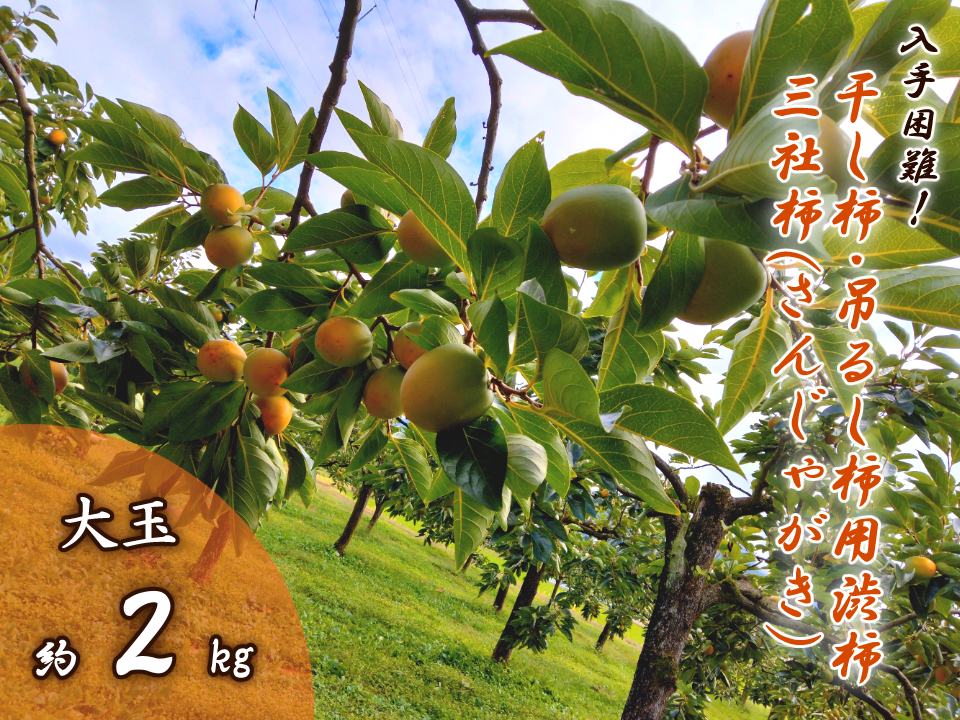入手困難！】干し柿・吊るし柿用渋柿「三社柿(さんじゃがき)」約2kg