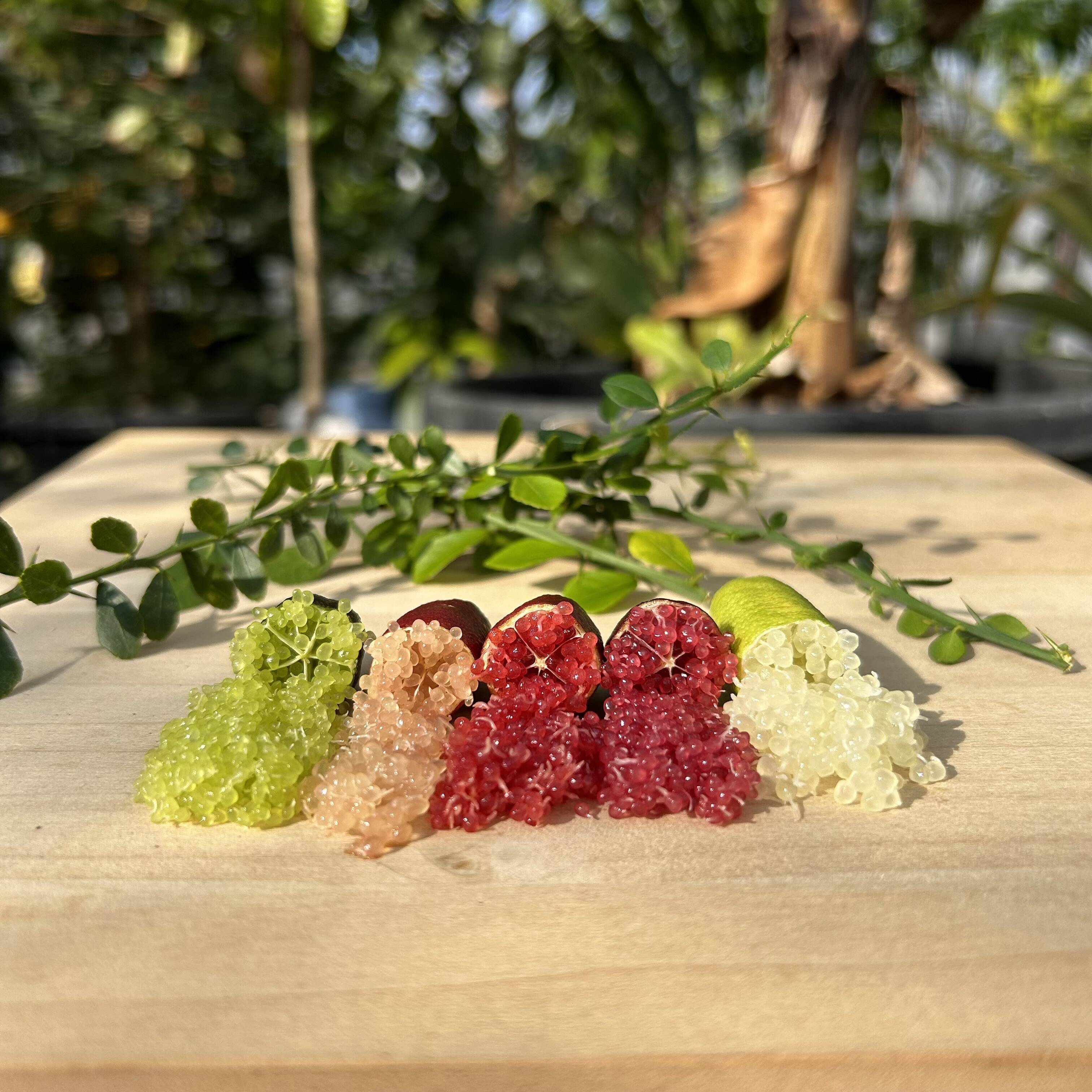 数量限定】つぶつぶ食感！フィンガーライム 100g：愛知県産のみかん