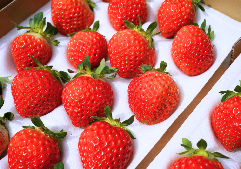 北海道の大地が育む、≪朝採れ≫夏いちご🍓「すずあかね・すずりっか