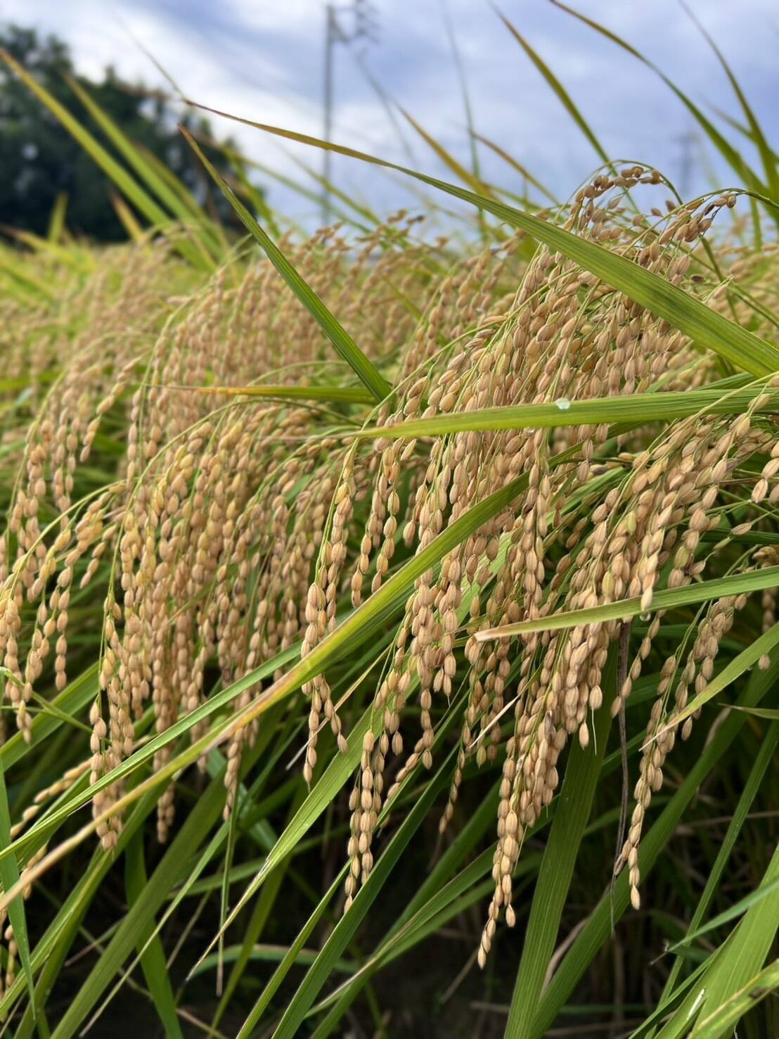令和7年産 新品種！『玄米』あいちのこころ 30kg：愛知県産のお米