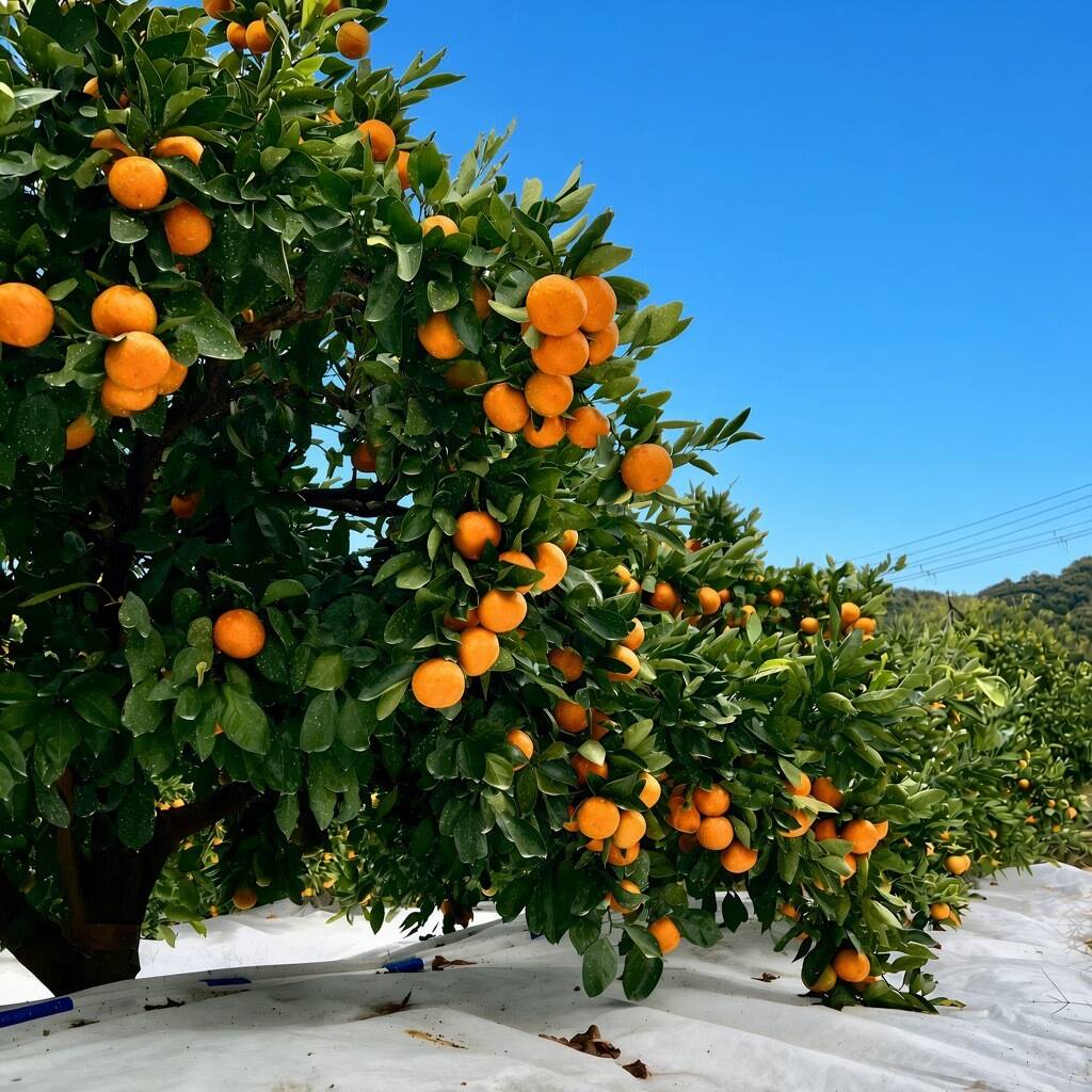 家庭用】温州みかん🍊【箱込3kg】：和歌山県産の果物｜食べチョク