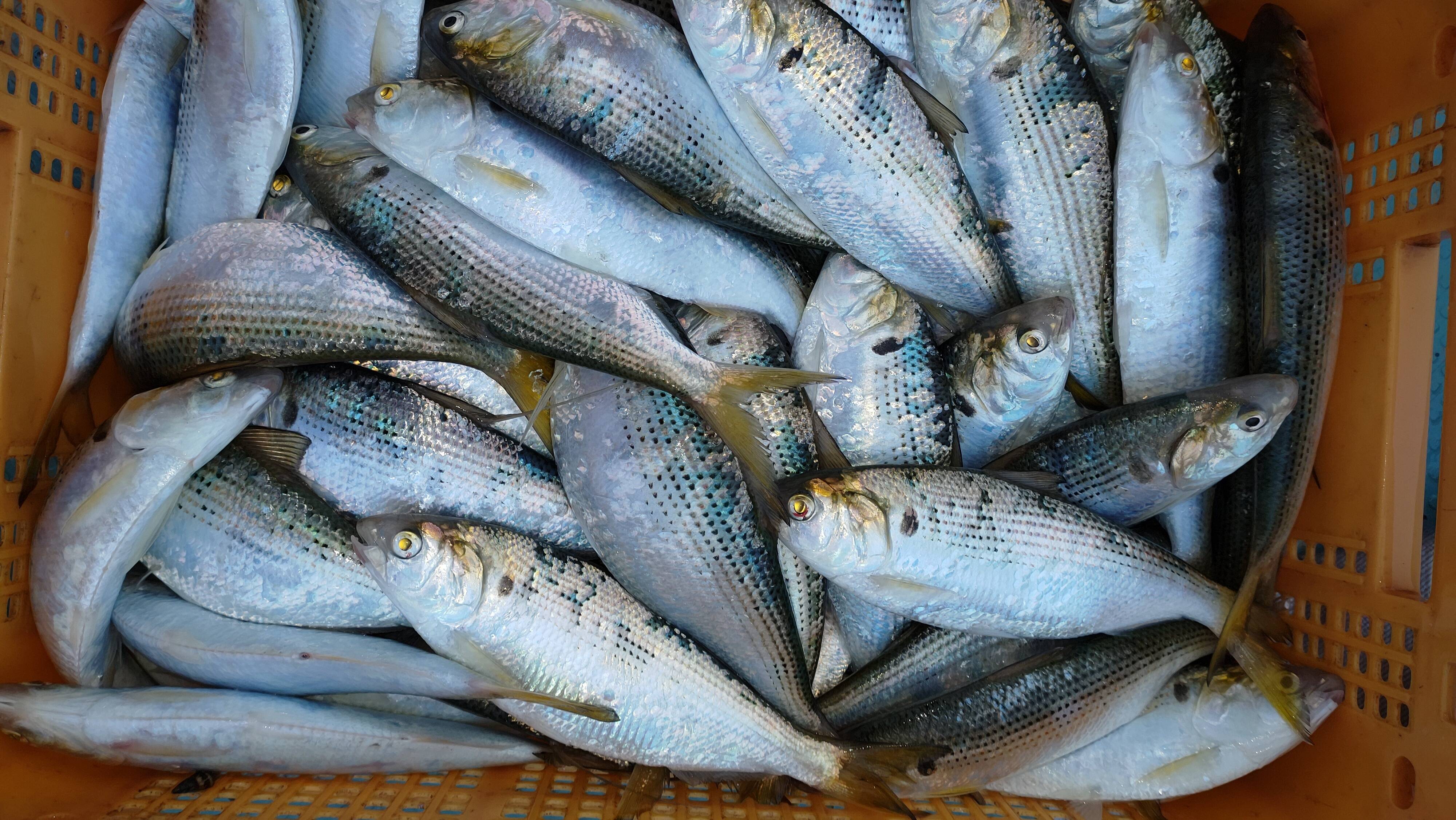 刺身最高 鮮魚 コノシロ 熊本県産の魚介類 食べチョク 産地直送 産直 お取り寄せ通販 農家 漁師から旬の食材を直送