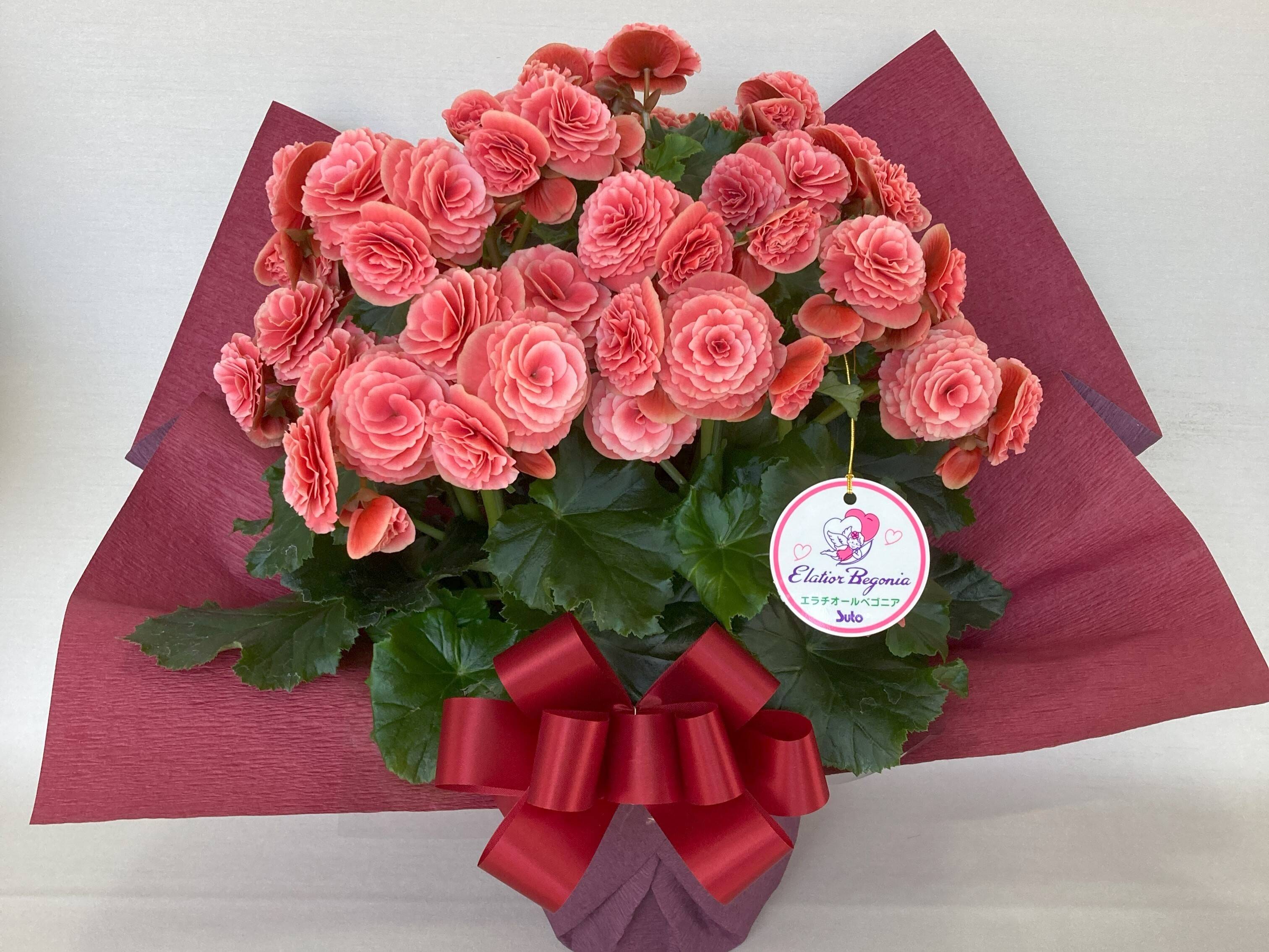 希少品種！ベゴニア・ロッキー（Begonia rockii）東北限定で出品 よしだ2号 على X: 