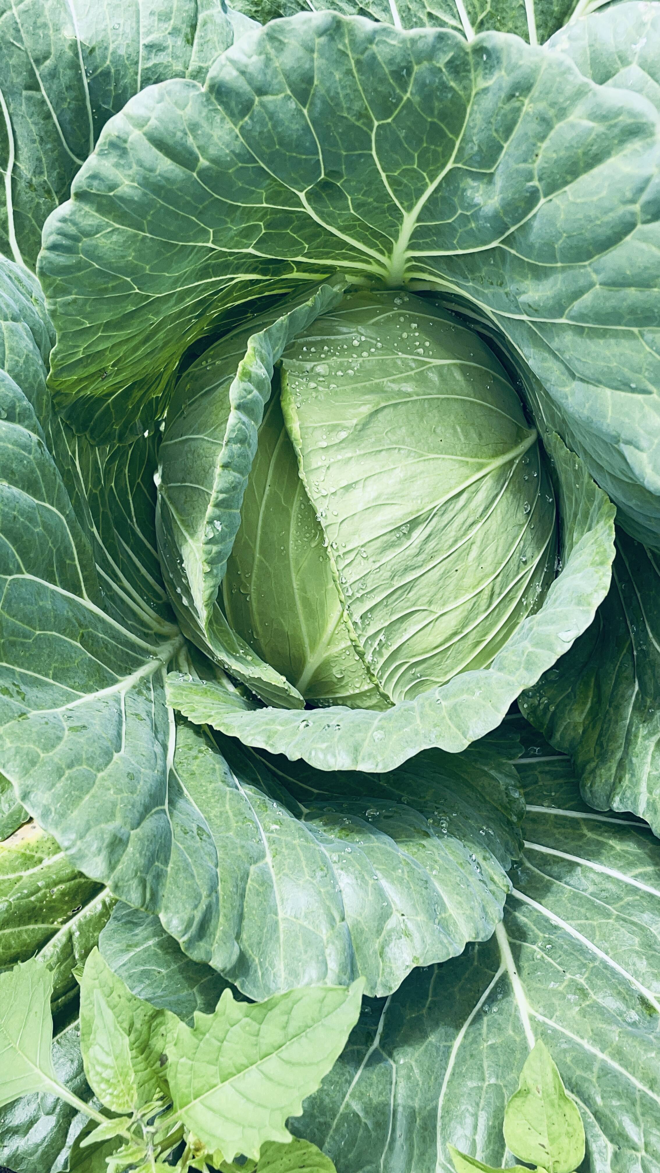今が旬❗️甘〜い‼️大野ヶ原高原キャベツ🥬Mサイズx2p：愛媛県産のYR