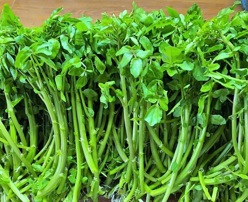 5月末まで　天然クレソン　20キロ目安　クール便　訳あり　湧き水育ち 天然くれそん の通販 約60本 【日本各地】 ｜ 高級食材宅配