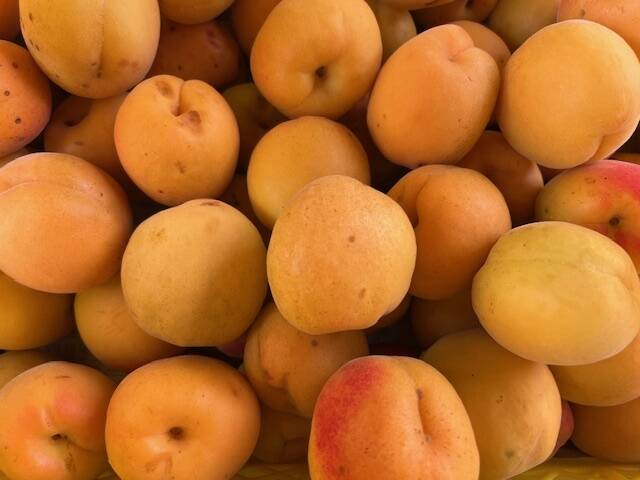限定一箱】自然栽培の杏（あんず）生食・加工用3kg（品種・信州