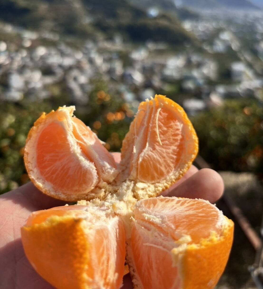 有田みかん【5kg（箱込）・ご家庭用】：和歌山県産の向山温州｜食べ