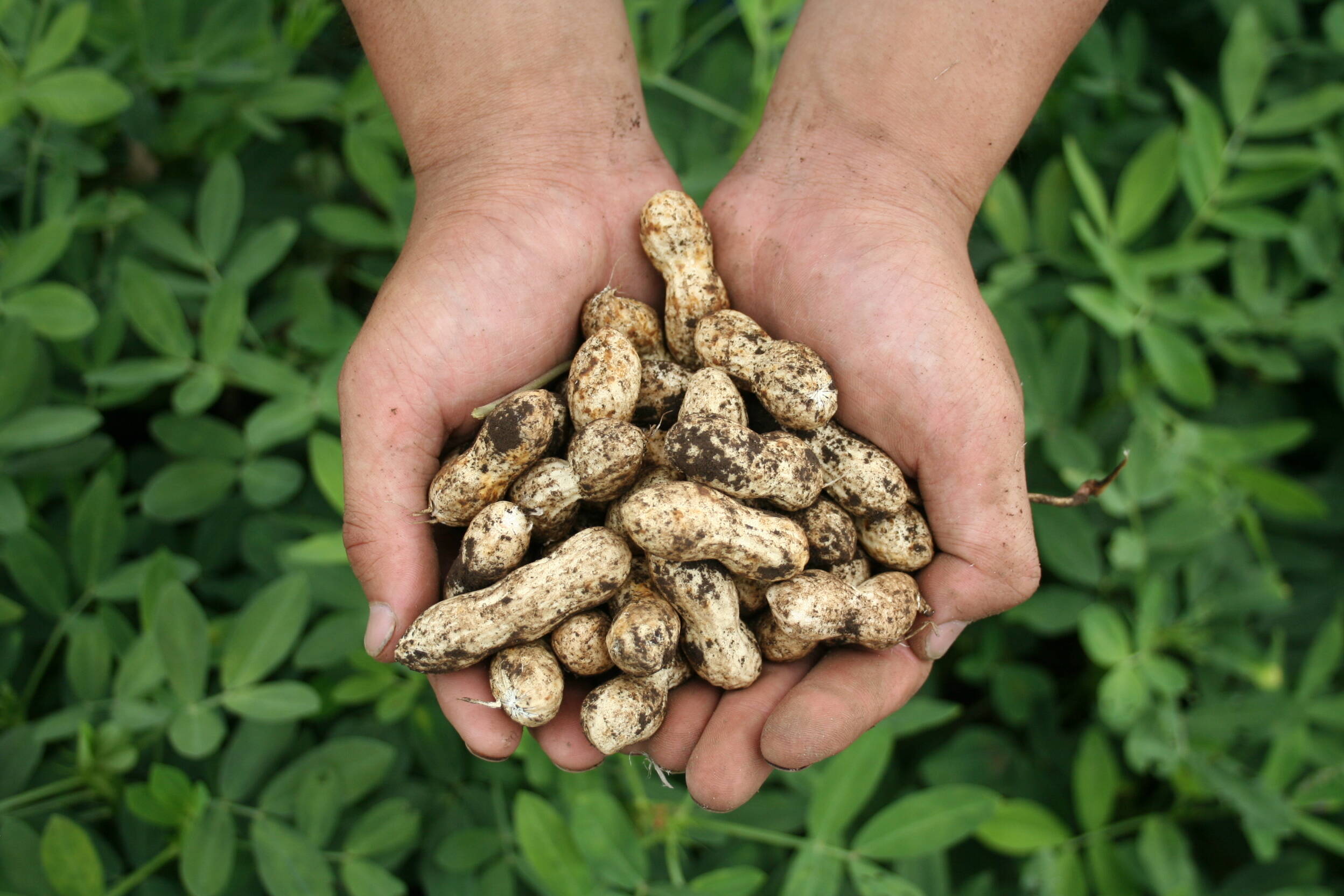 予約販売 生落花生 1kg クール便 ゆで落花生に ８月下旬より収穫したてを発送 茨城県産の米 穀類 食べチョク 産地直送 産直 お取り寄せ通販 農家 漁師から旬の食材を直送