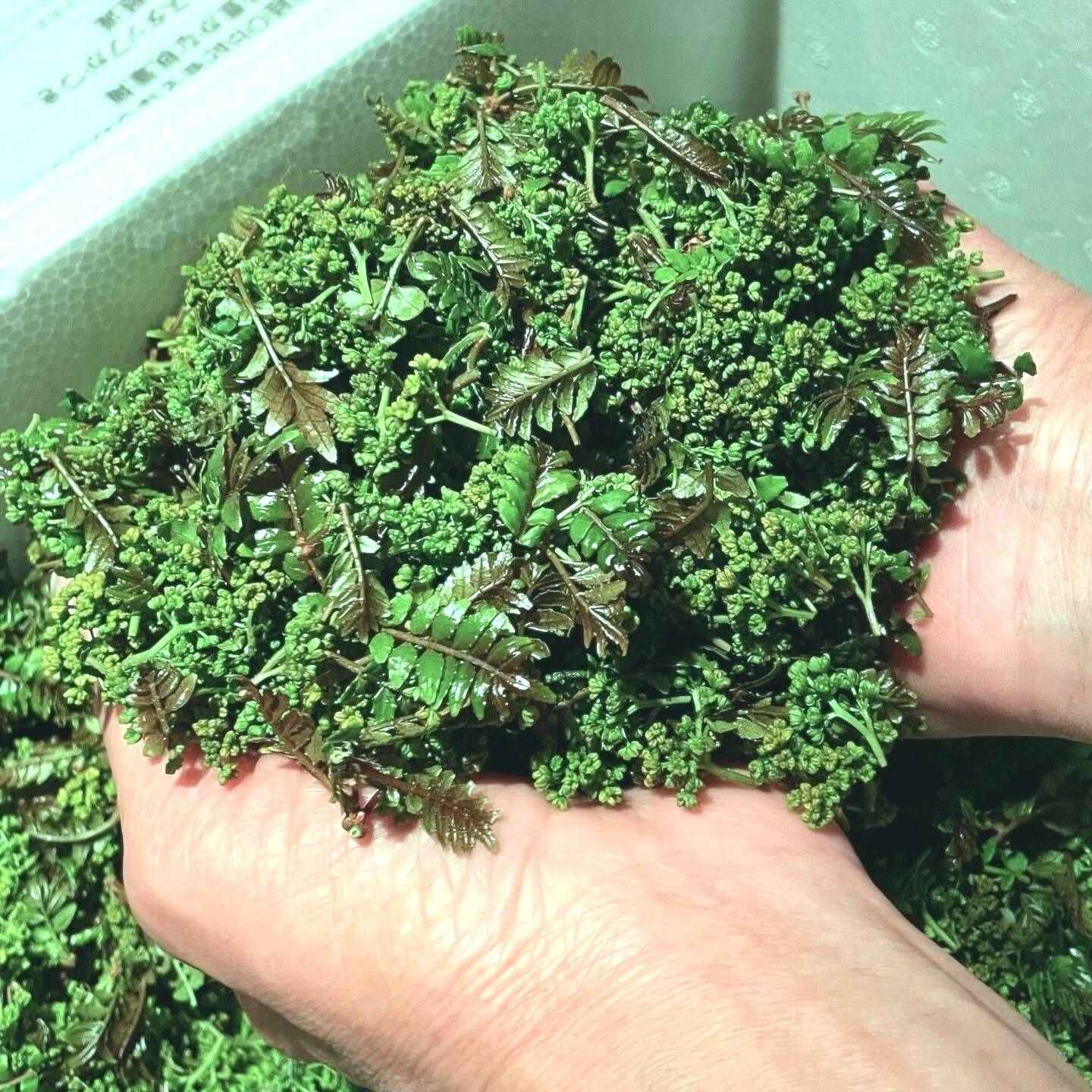 予約商品】気品ある香り！花山椒100g （かやぶきの里・ 京都・美山産