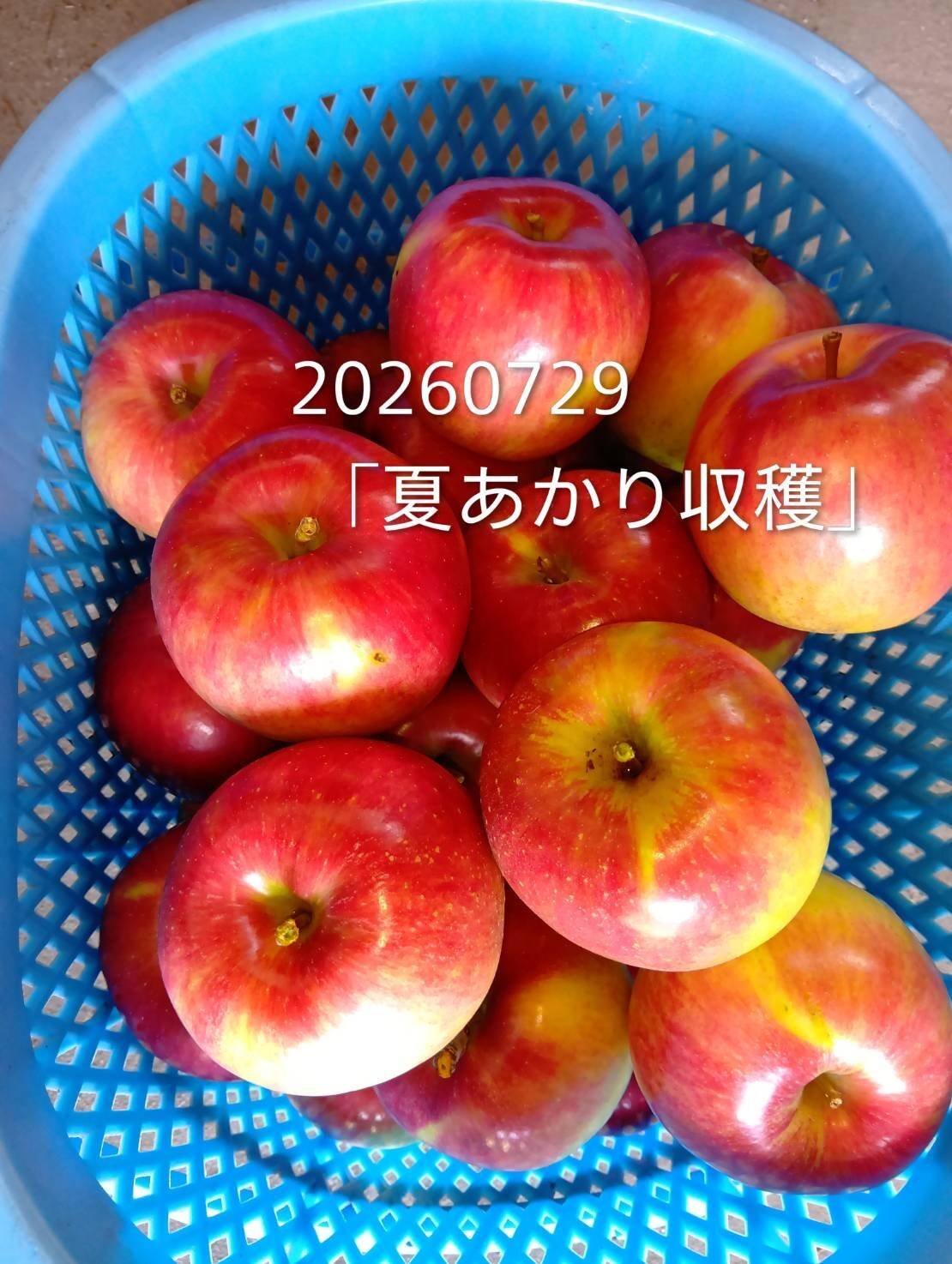 今年もきました！収穫始めます！！「夏あかり 約5㎏」夏の人気品種