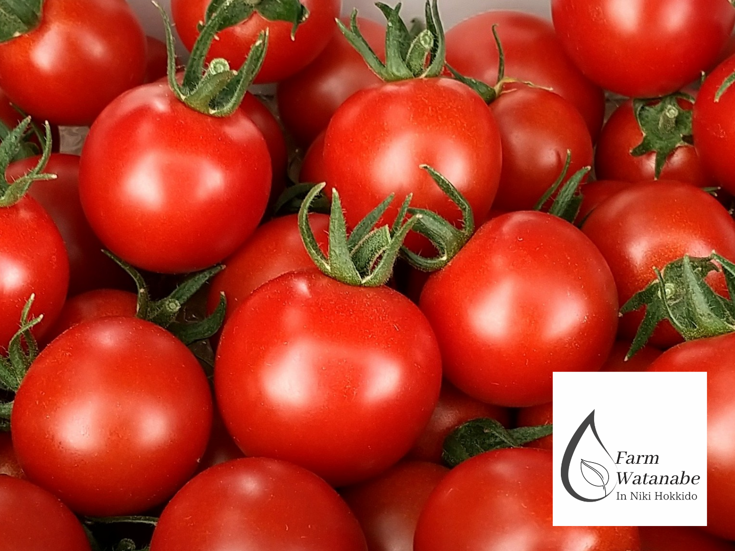 北海道仁木町産//高糖度ミニトマト【エコスイート】1.2kg 栽培期間中