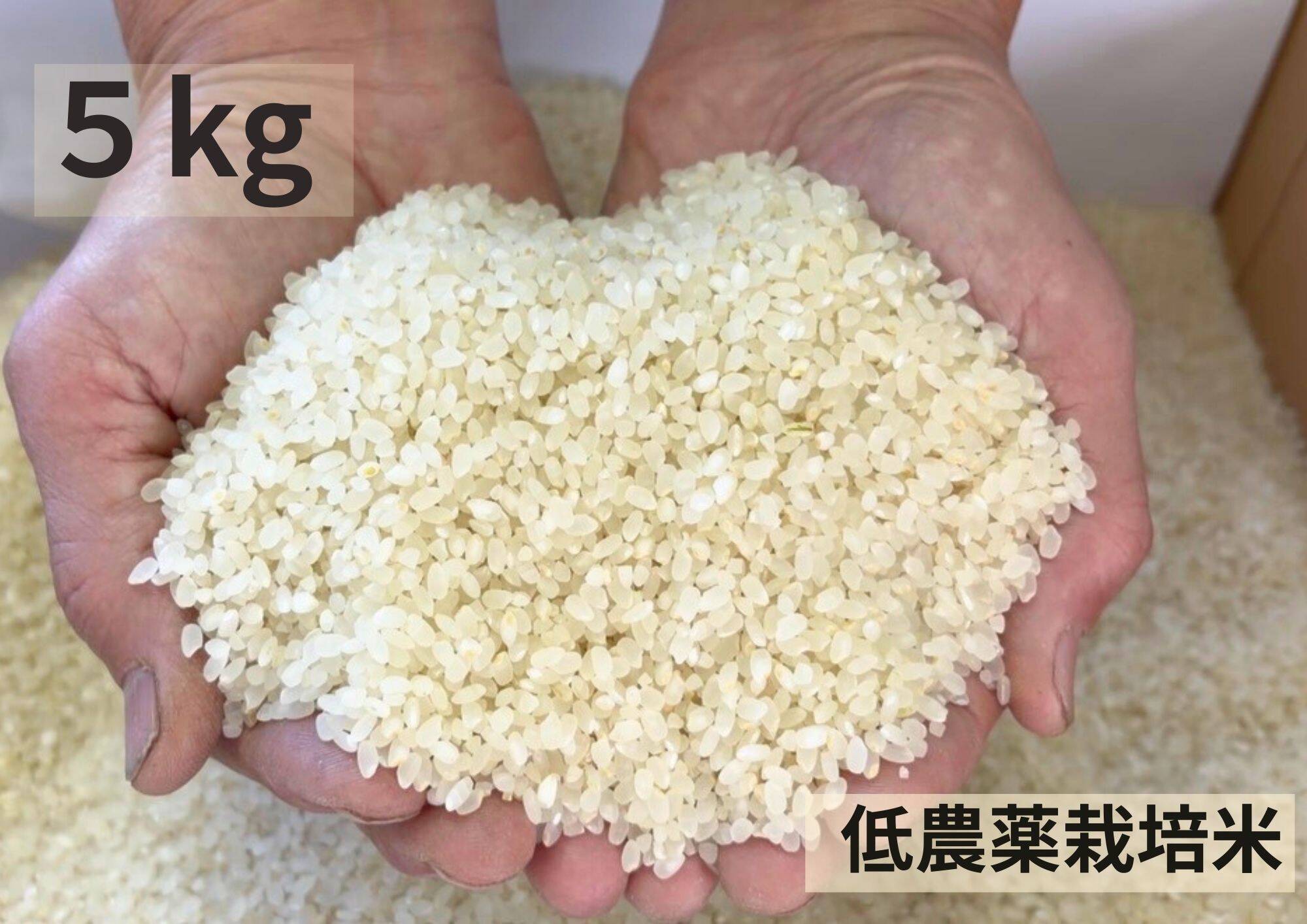 長野県産おいしい米 令和7年産】低農薬栽培米 コシヒカリ 白米 5kg：長野県産のお米