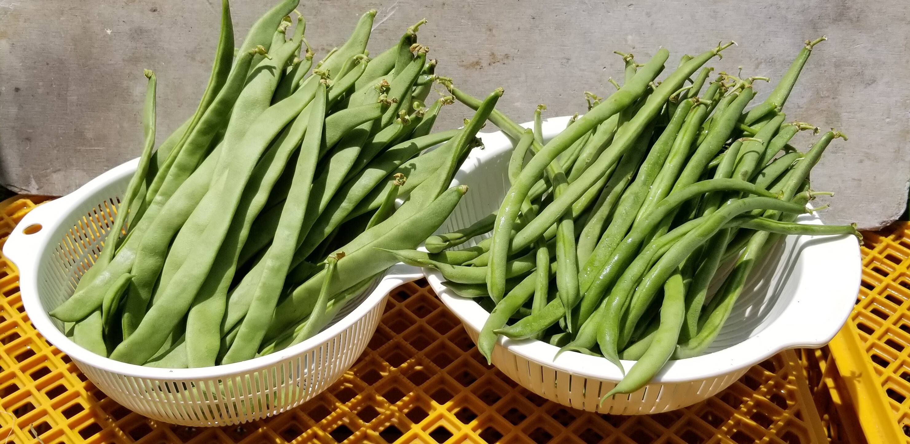 ジャンボいんげんB品１キロ低農薬 - 野菜