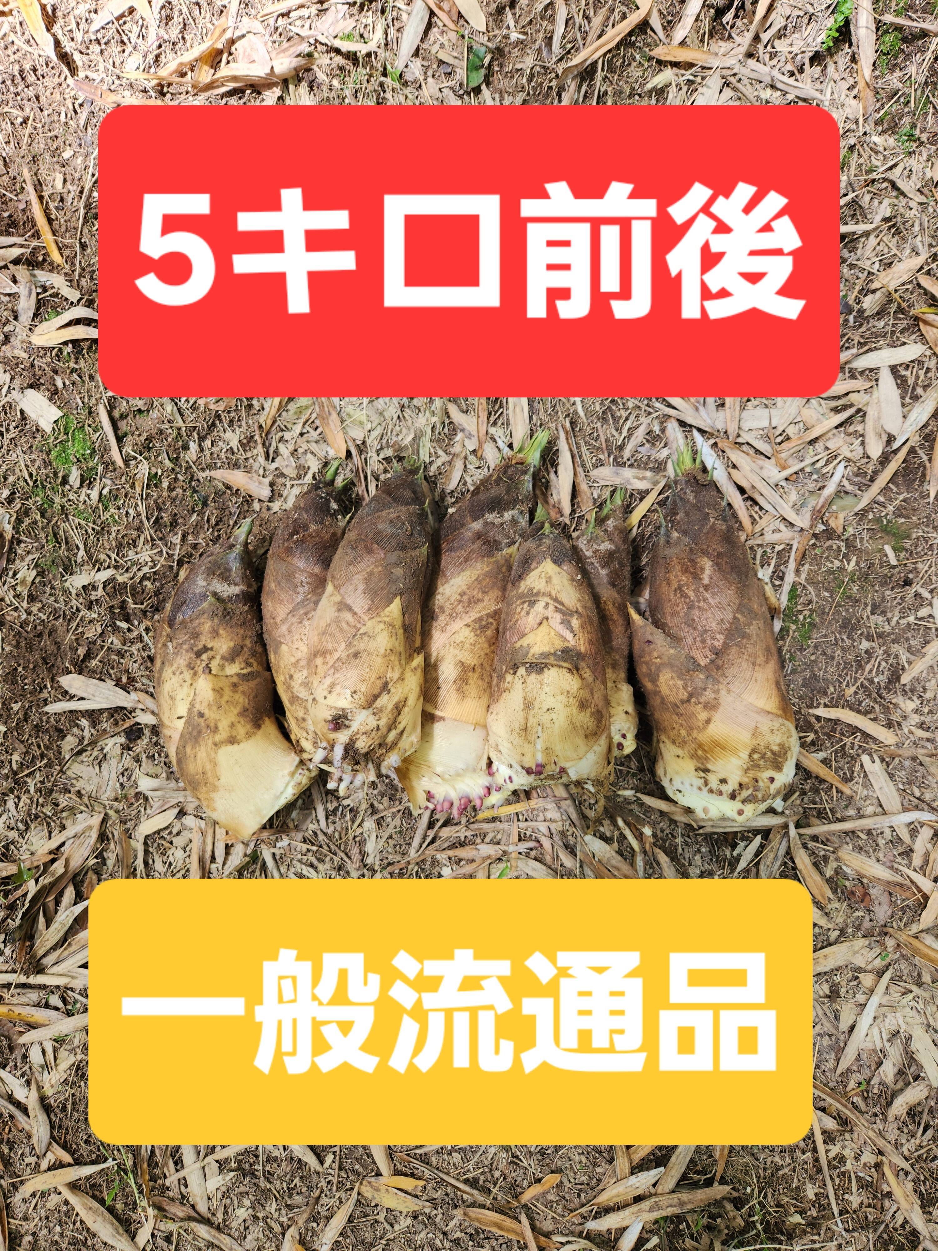 ☆朝掘り たけのこ 筍 一般流通品 5キロ前後 ※2本～7本 最短発送