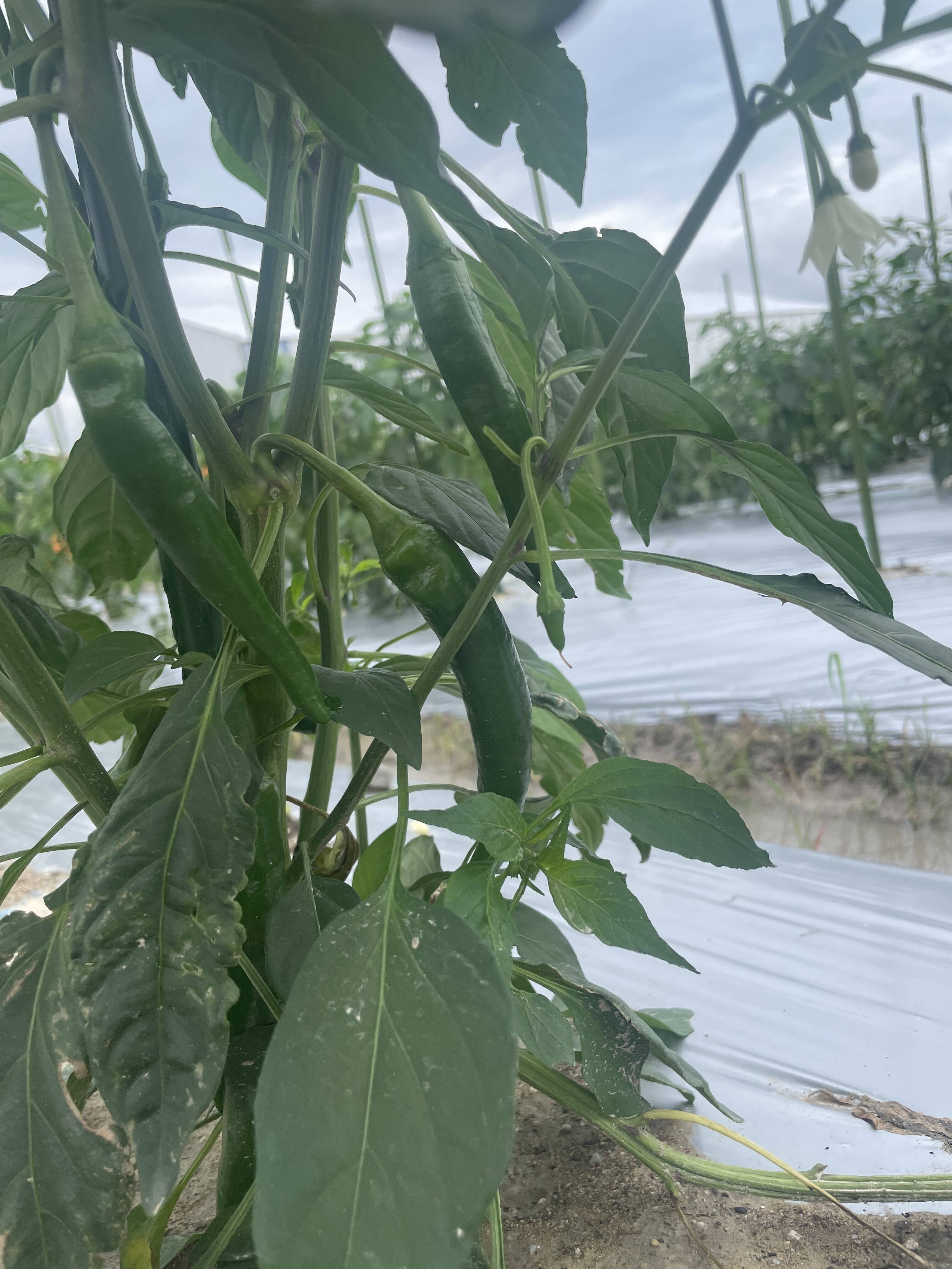 青唐辛子1kg🌶 国産 淡路島からの辛い唐辛子：兵庫県産の野菜