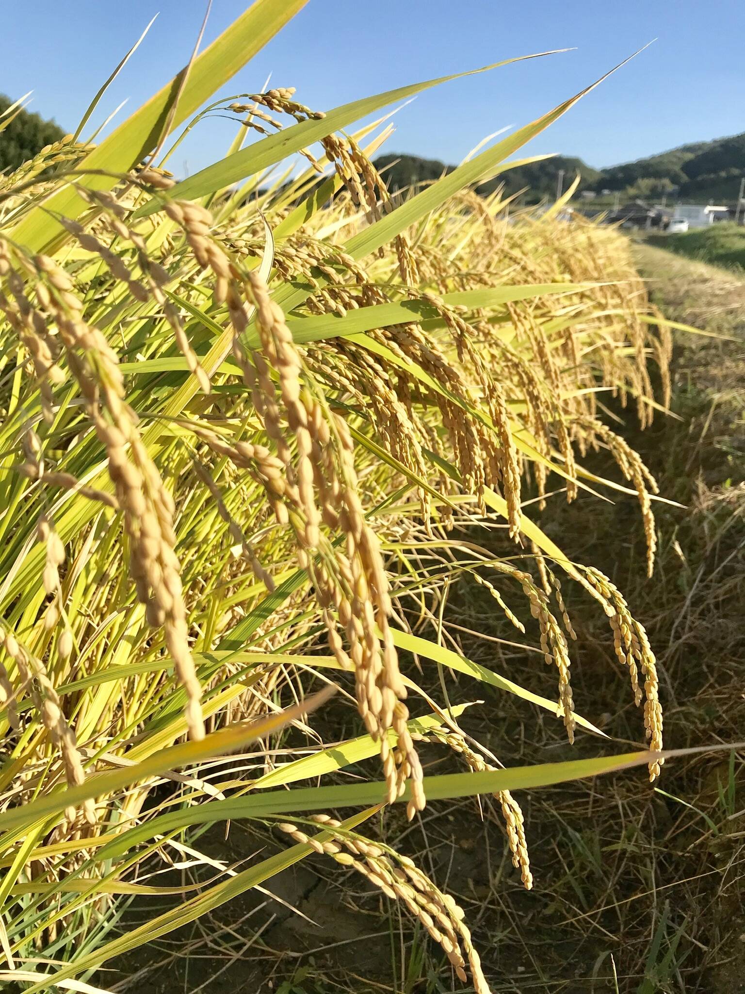 淡路島産米ひのひかり20キロ玄米