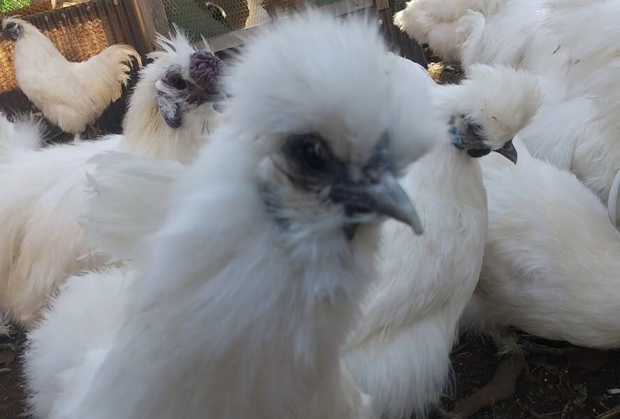 烏骨鶏　チャボ　大和地鶏　有精卵　朝採り卵　平飼い鶏