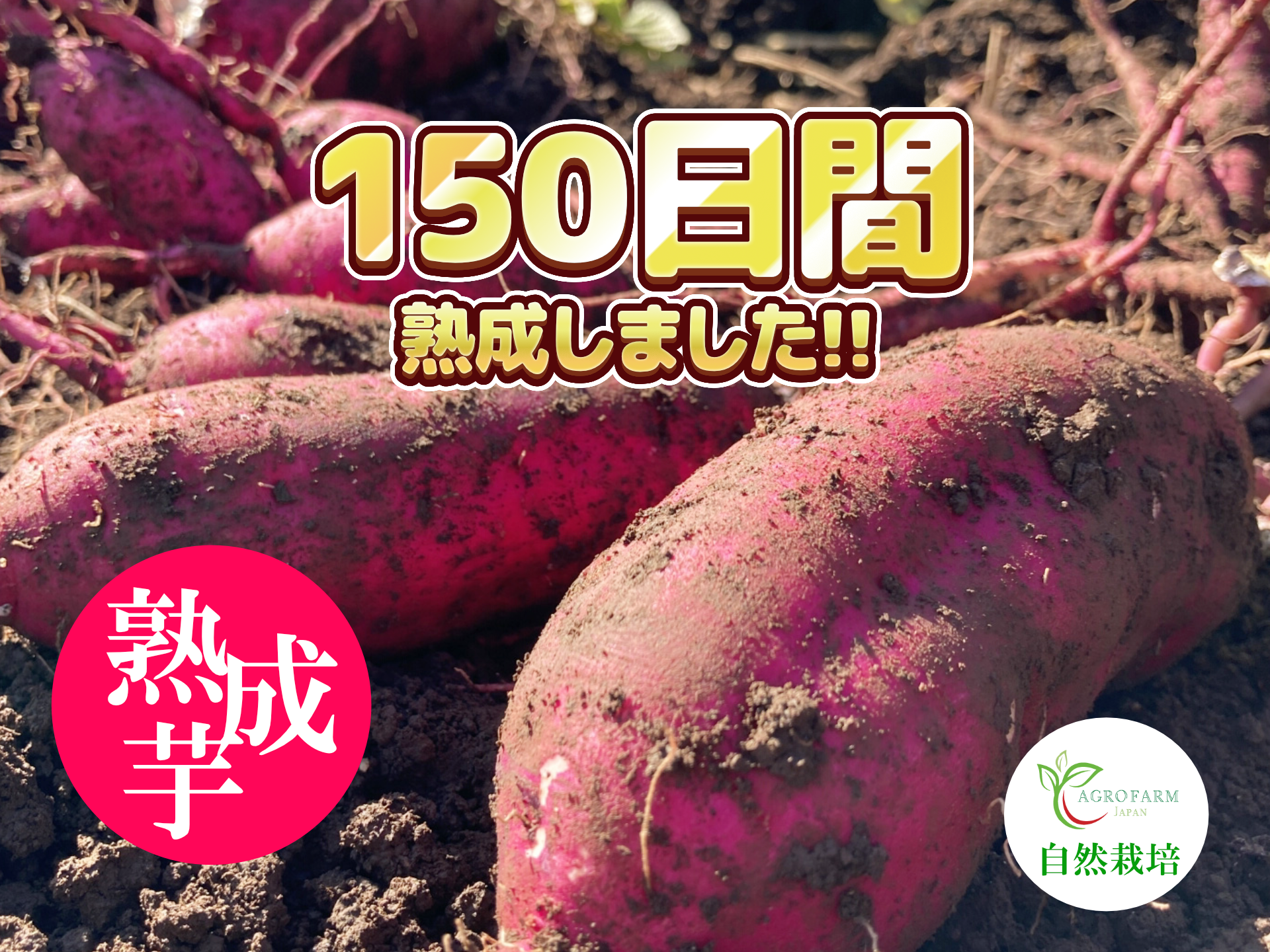 農薬・化学肥料不使用 熟成紅はるか Lサイズ ５キロ 〇 150日間熟成しました 〇 熟成芋🍠農薬不使用 紅はるか（5kg）【期間
