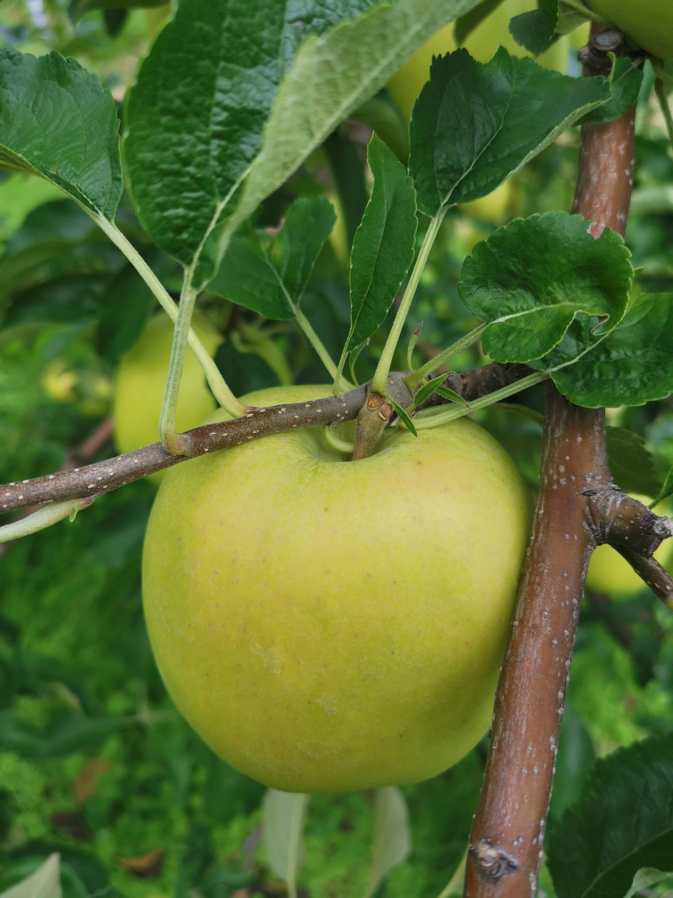 りんご（トキ）3キロ：青森県産の果物｜食べチョク｜産地直送(産直)お取り寄せ通販 農家・漁師から旬の食材を直送
