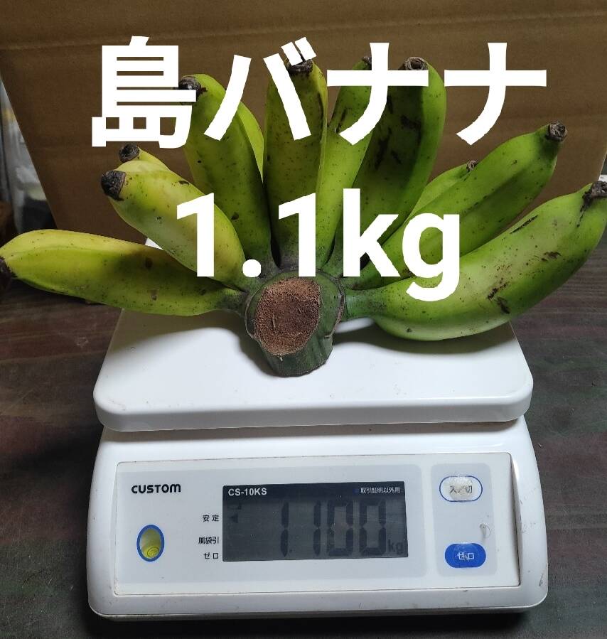 沖縄産 島バナナ 1 1ｋｇ 沖縄県産の果物 食べチョク 産地直送 産直 お取り寄せ通販 農家 漁師から旬の食材を直送