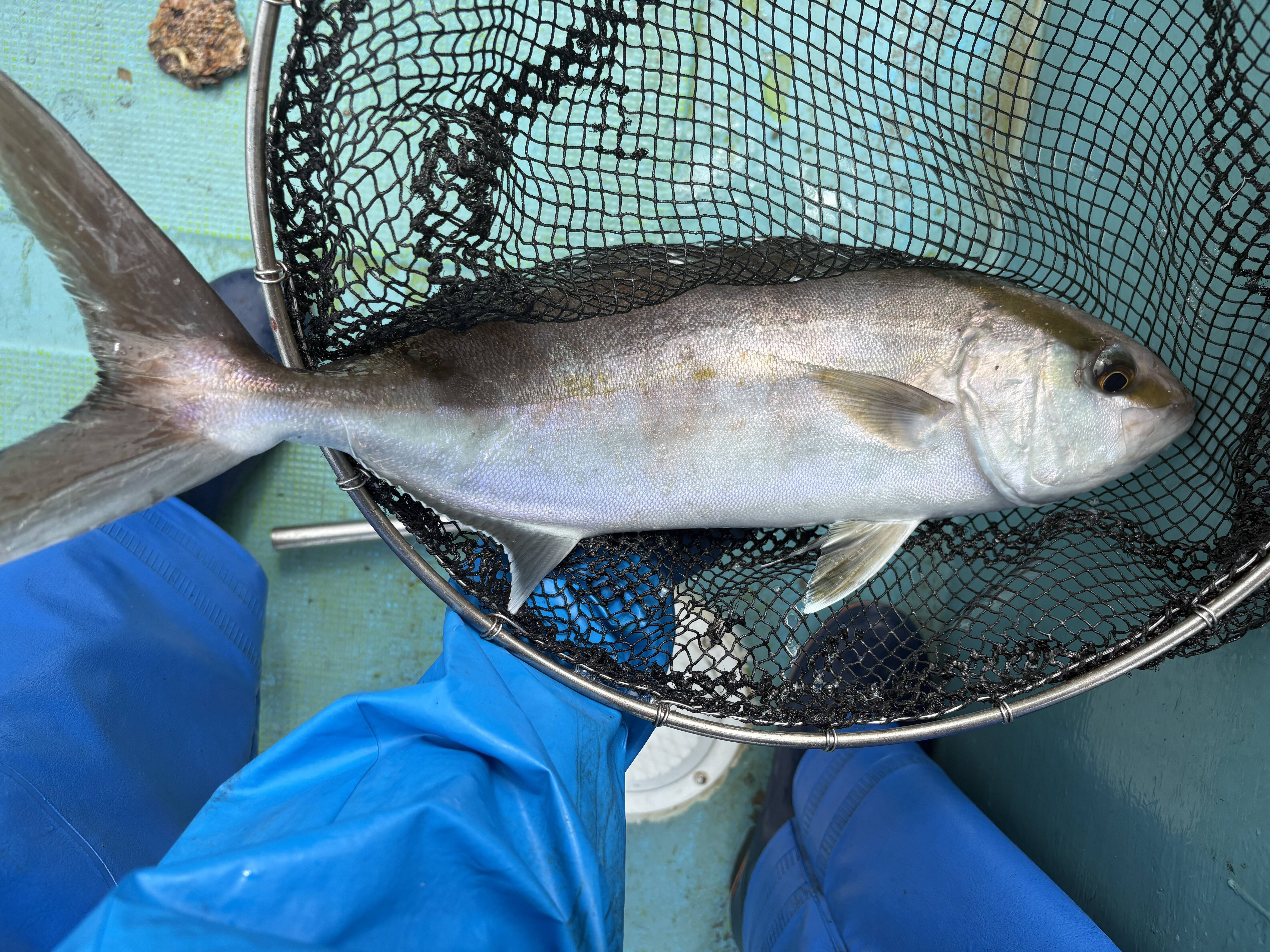 ▽高知県柏島産 【絶品 天然カンパチ】 食べやすい1.0~1.5kgサイズ 