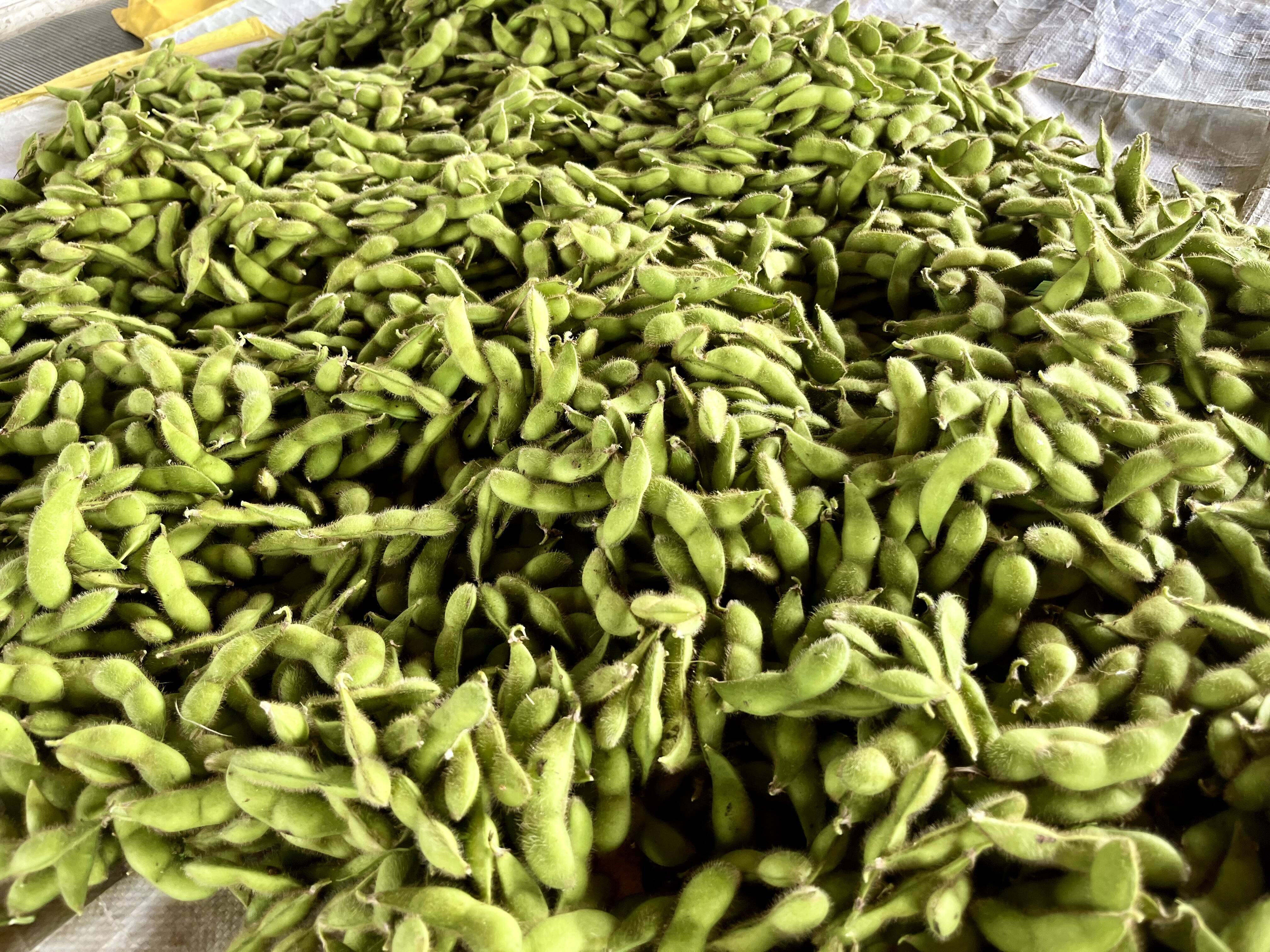 農薬化学肥料不使用】甘みと旨みの絶妙なバランス『つがるの茶豆5号