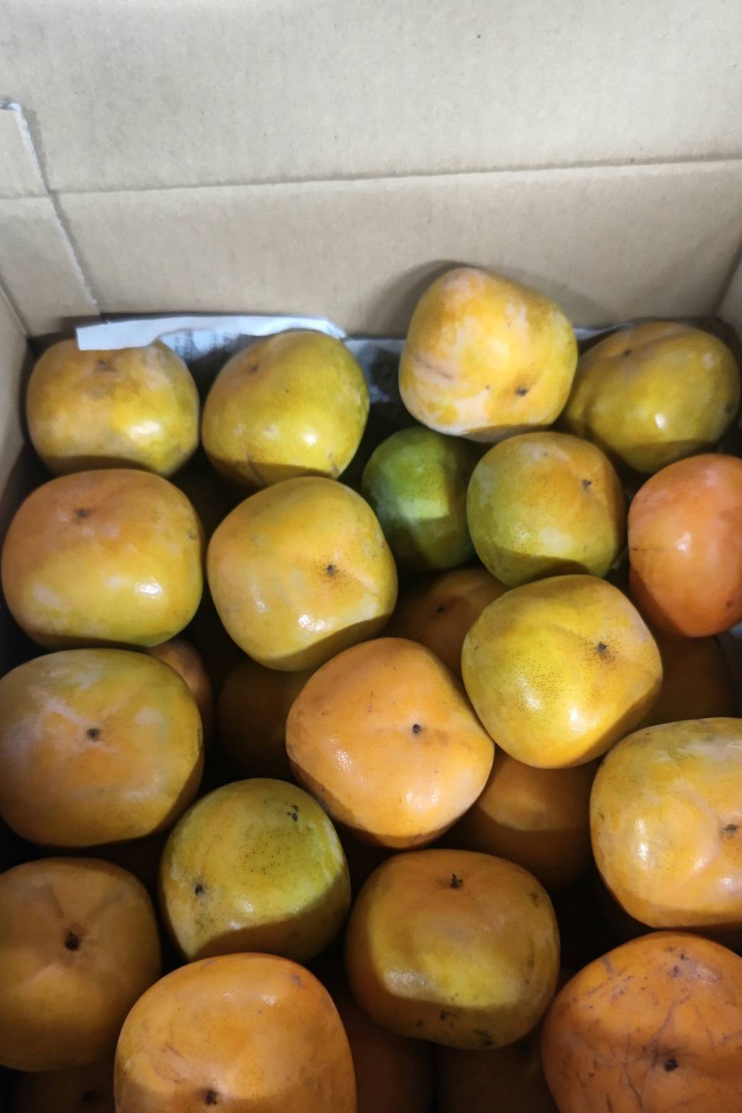 完全農薬0栽培！ 訳あり渋柿 11キロバラ 渋抜き体験してください