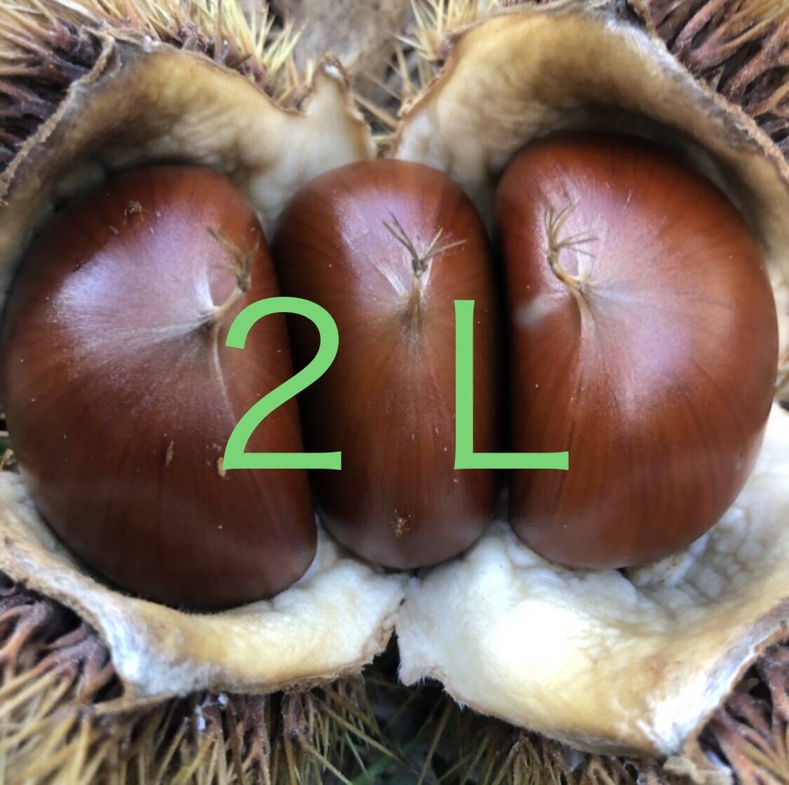ほんまもん❣️】本場能勢 栗王“銀寄（ぎんよせ）”2Lサイズ🌰1kg、出荷