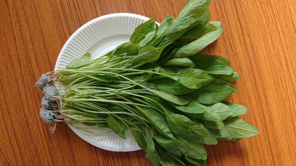 🍴 Eating choku ｜ Salad spinach Pesticide-saving cultivation vegetables …